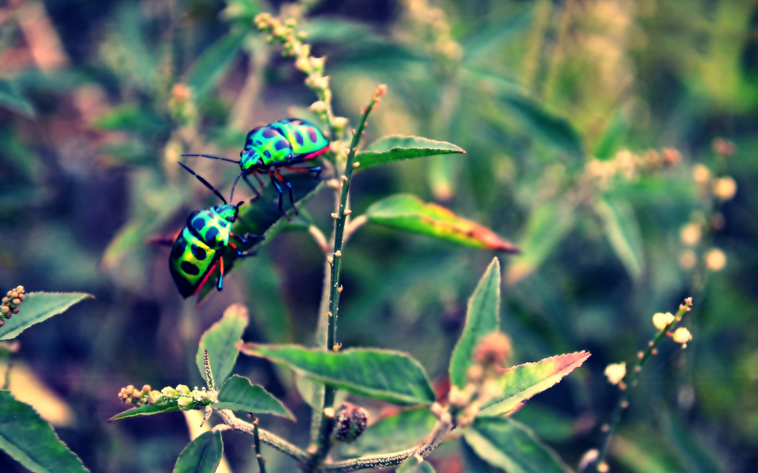 Free download wallpaper Insect, Animal, Beetle on your PC desktop