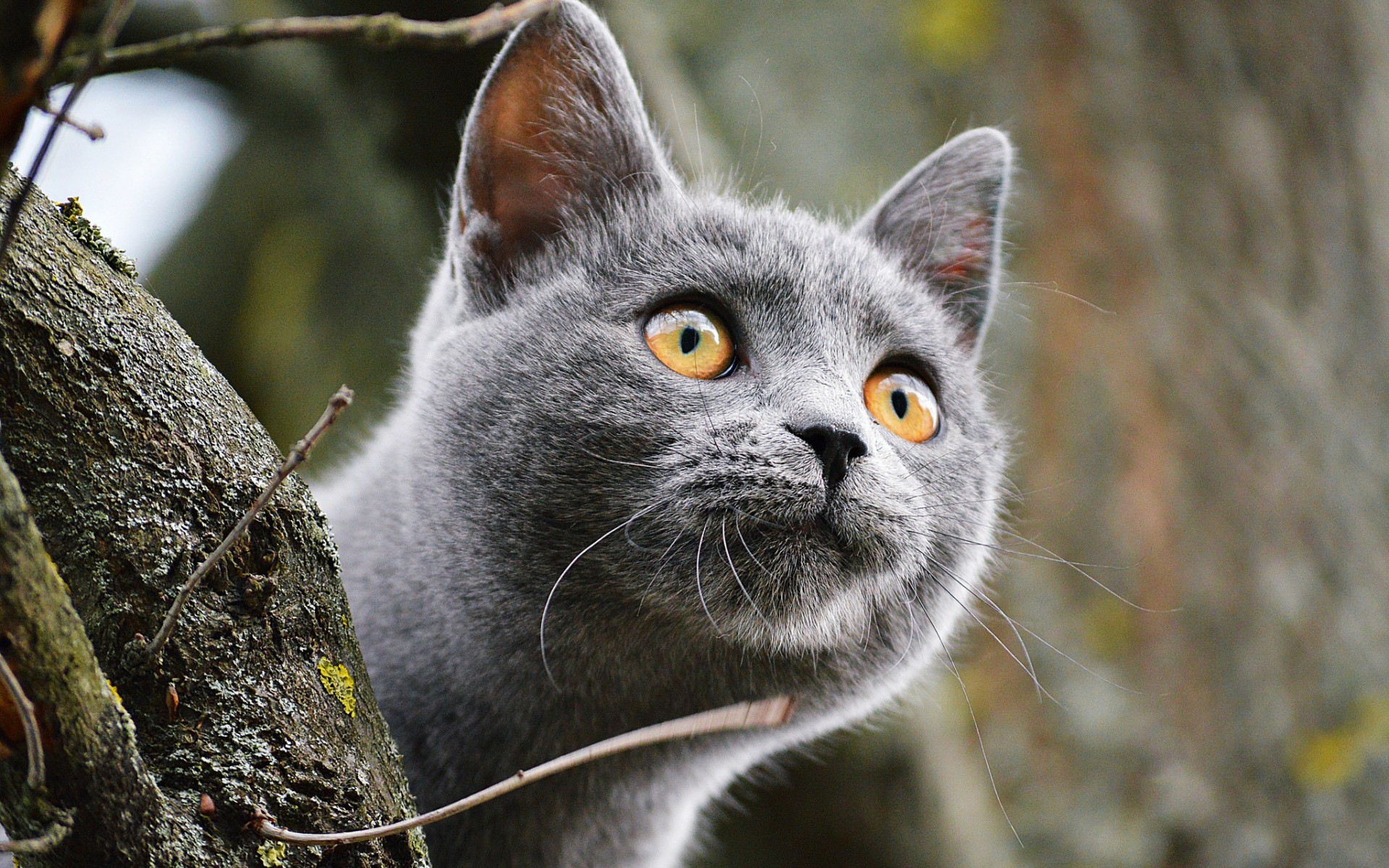 無料モバイル壁紙動物, ネコ, 猫をダウンロードします。