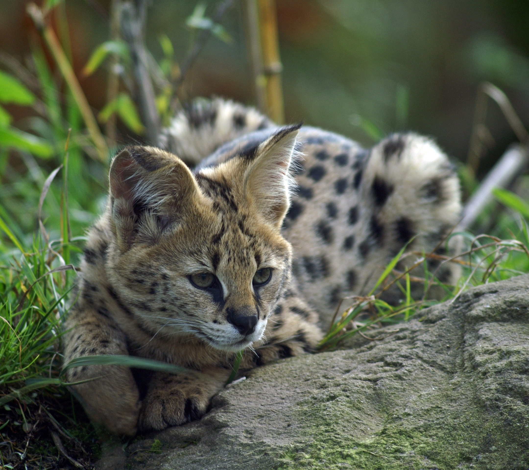 Download mobile wallpaper Cats, Cat, Animal, Serval for free.