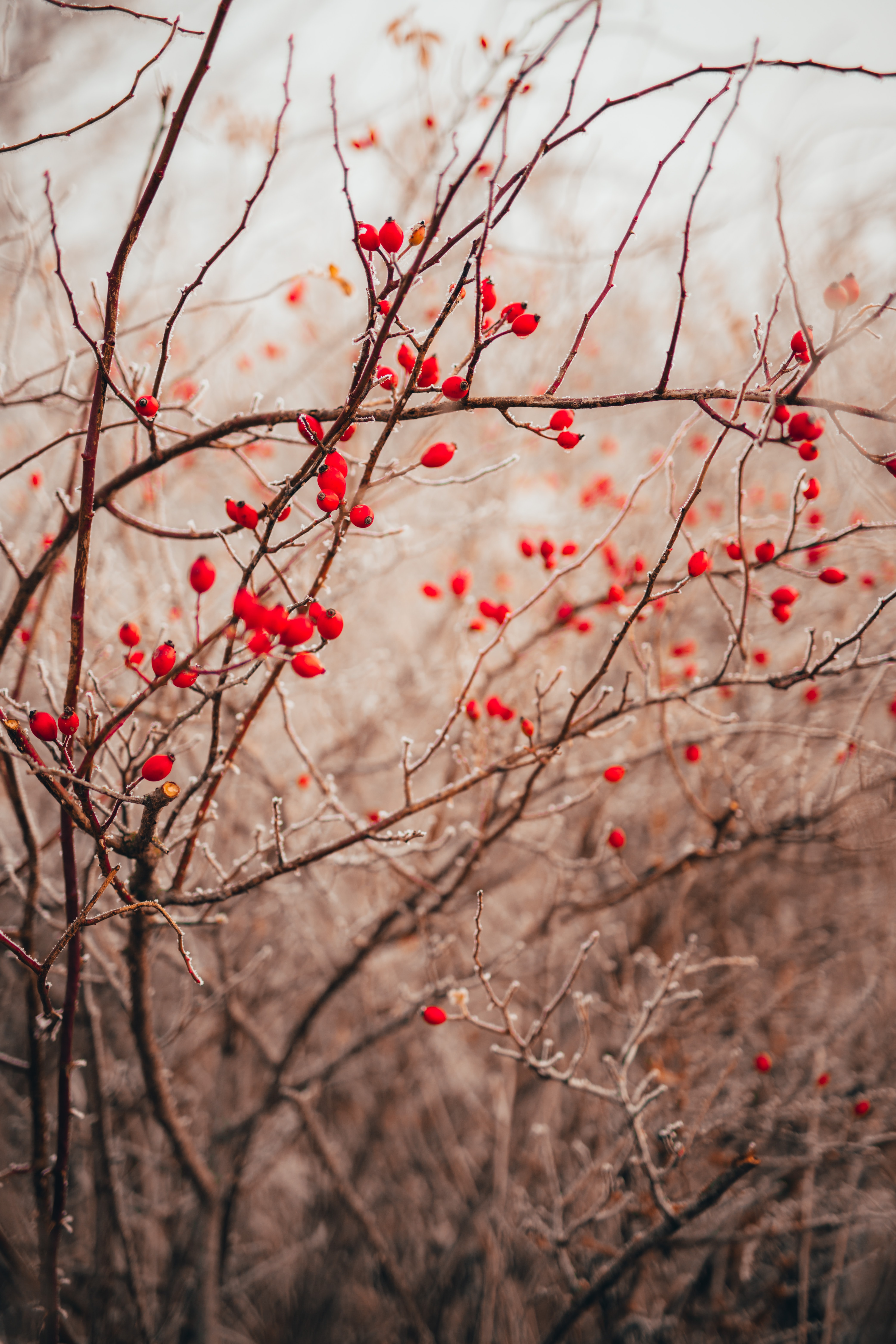 Download mobile wallpaper Branches, Plant, Nature, Berries for free.