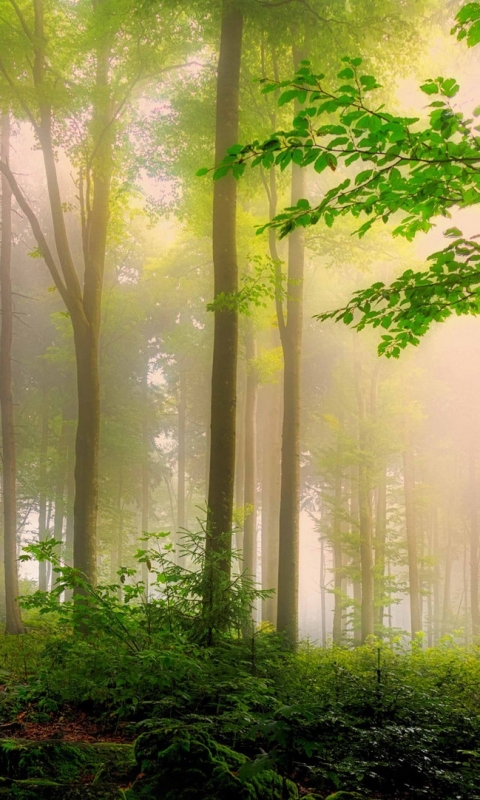 Скачать картинку Природа, Лес, Дерево, Туман, Земля/природа в телефон бесплатно.