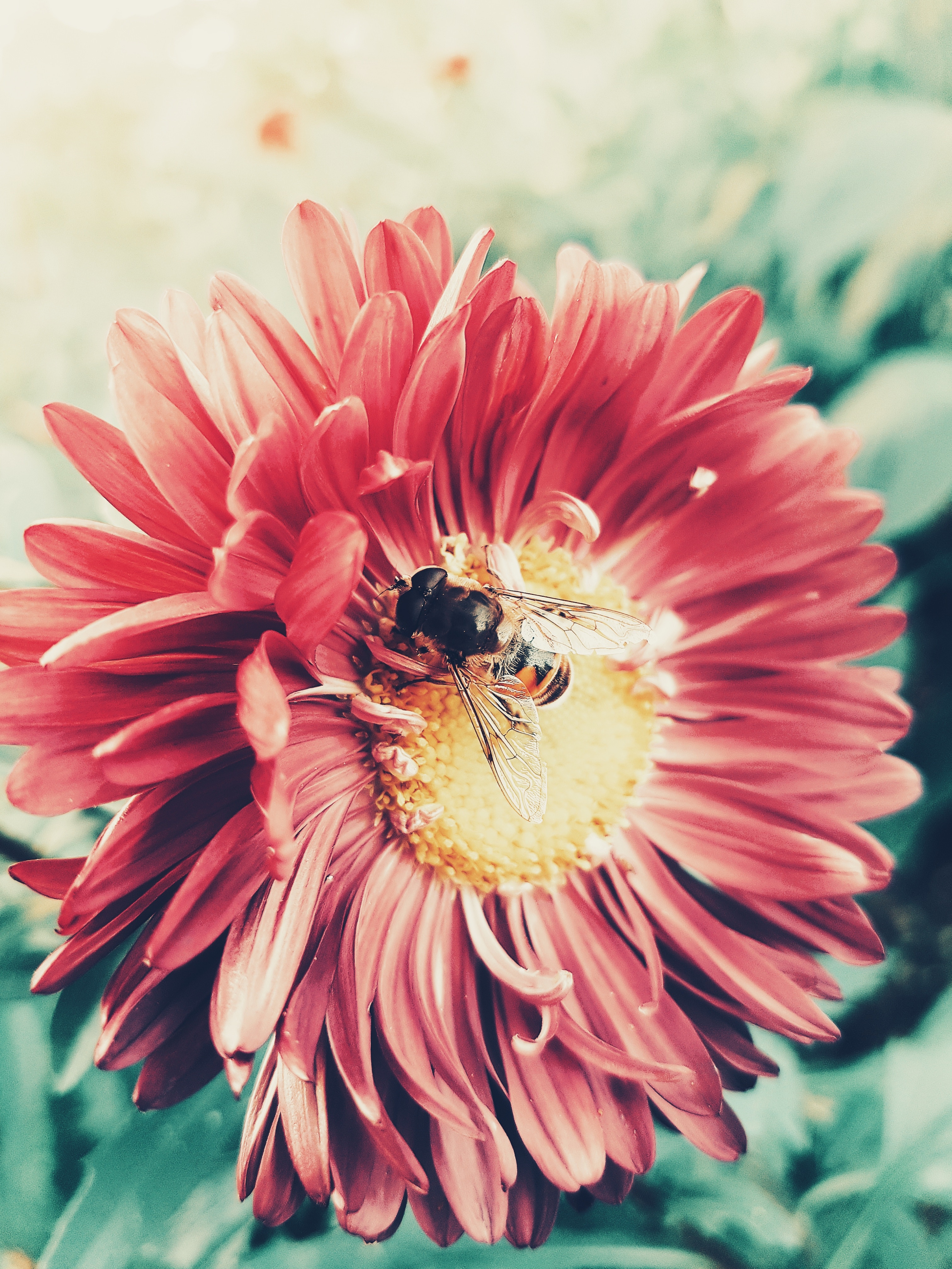 102687 скачать картинку цветок, макро, лепестки, насекомое, пчела, опыление - обои и заставки бесплатно