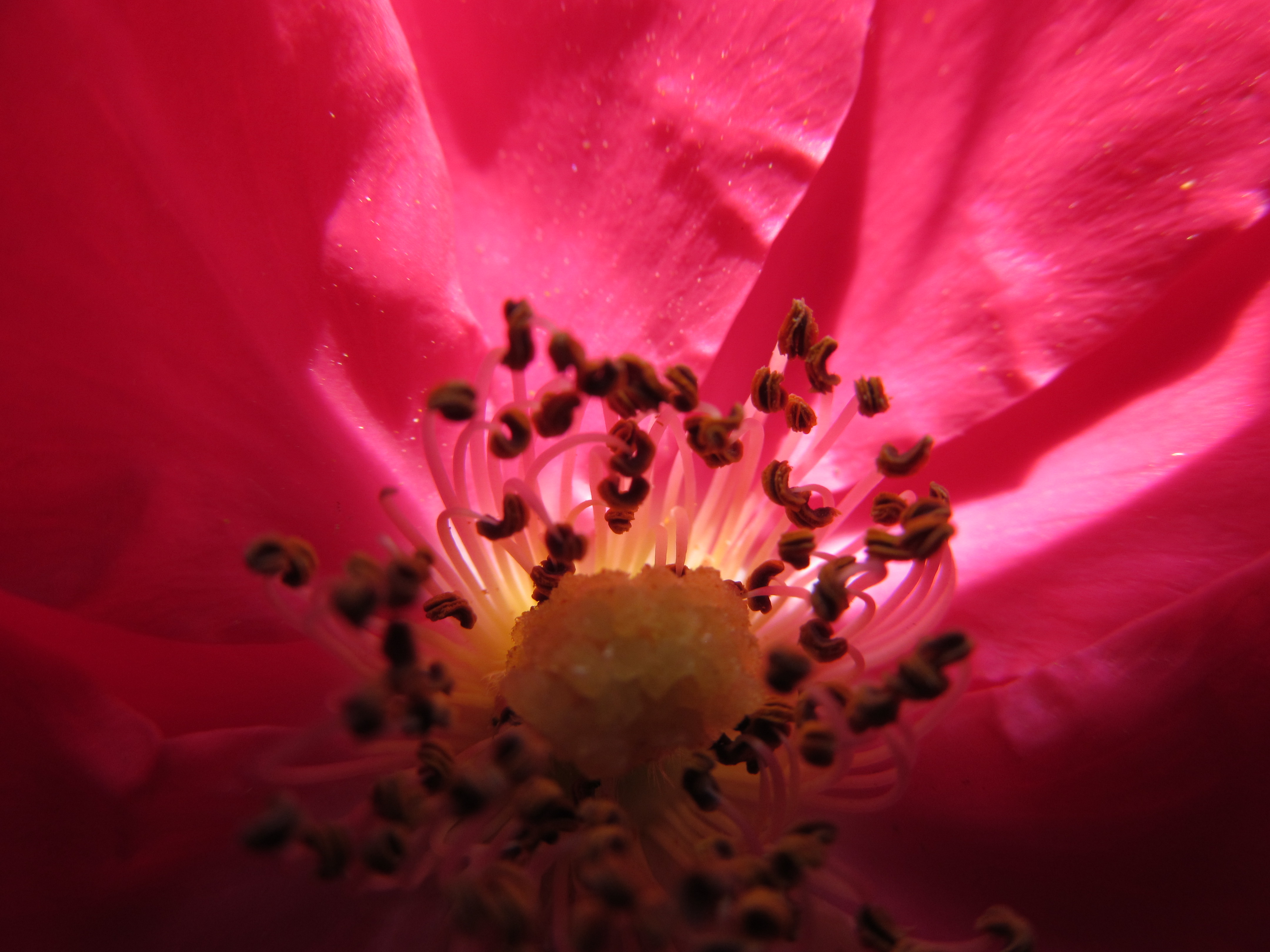 Téléchargez gratuitement l'image Fleurs, Fleur, Terre/nature sur le bureau de votre PC