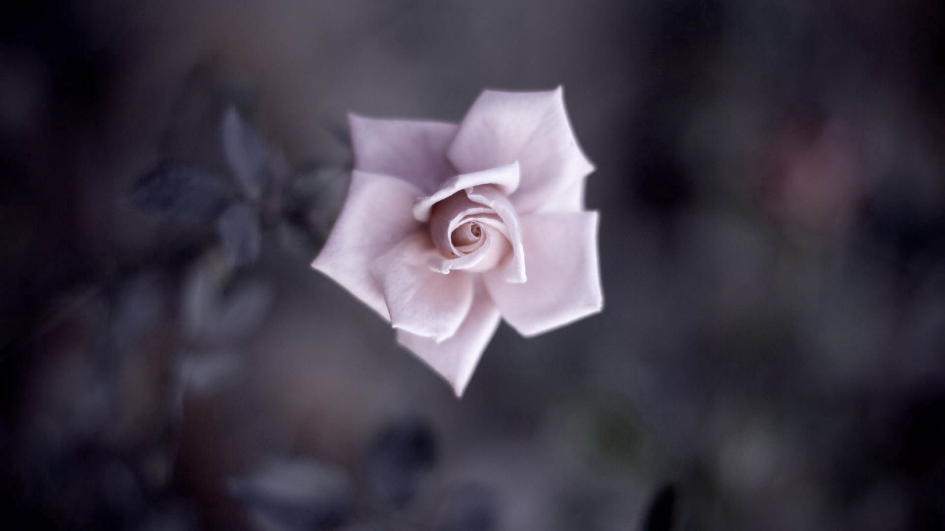 Free download wallpaper Plant, Macro, Rose, Blur, Smooth, Rose Flower, Petals, Flower on your PC desktop