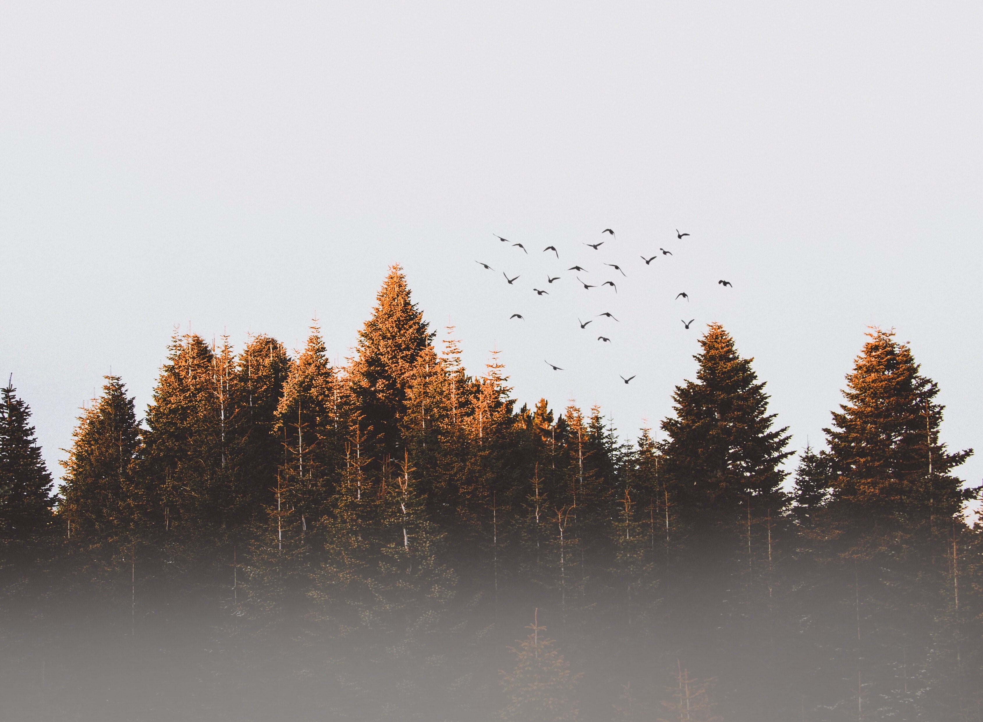 fog, trees, nature, birds mobile wallpaper