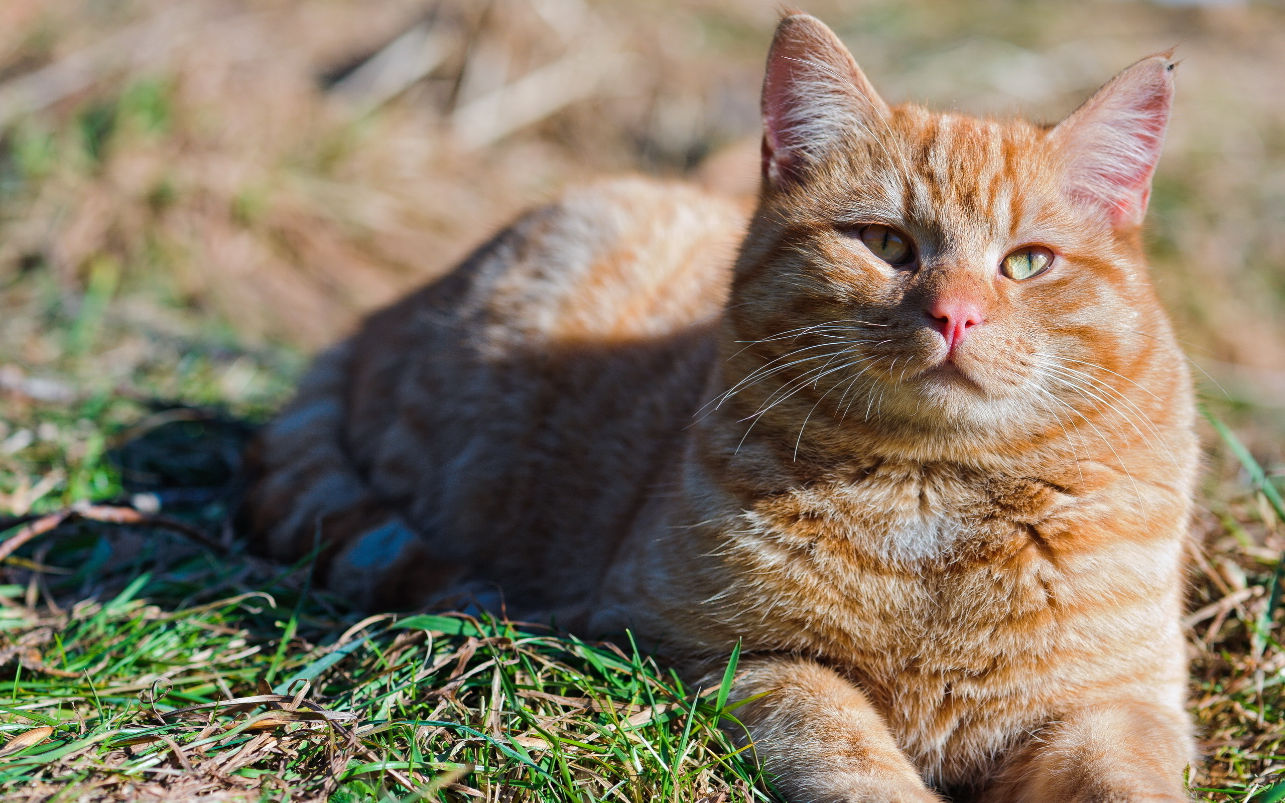 Descarga gratuita de fondo de pantalla para móvil de Gato, Gatos, Animales.