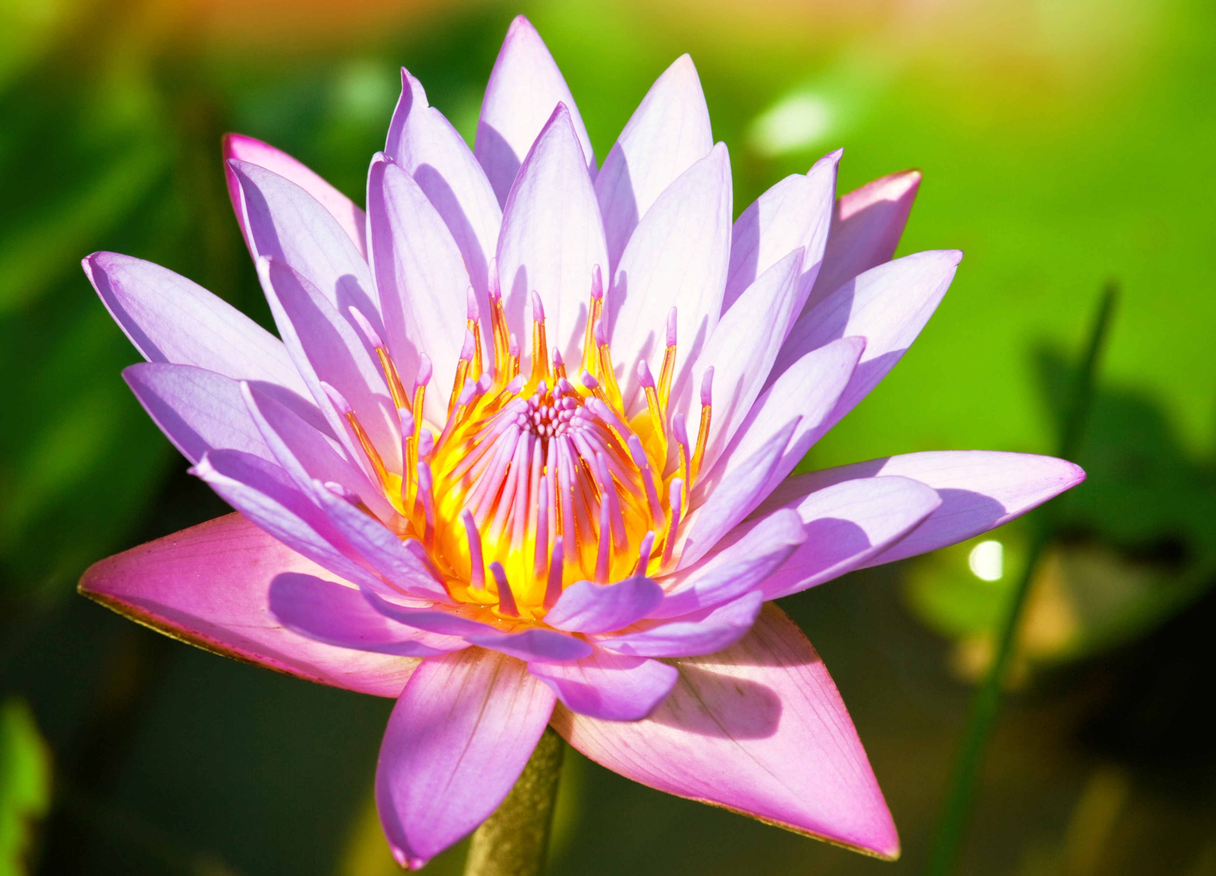 Téléchargez gratuitement l'image Fleurs, Fleur, Terre/nature sur le bureau de votre PC