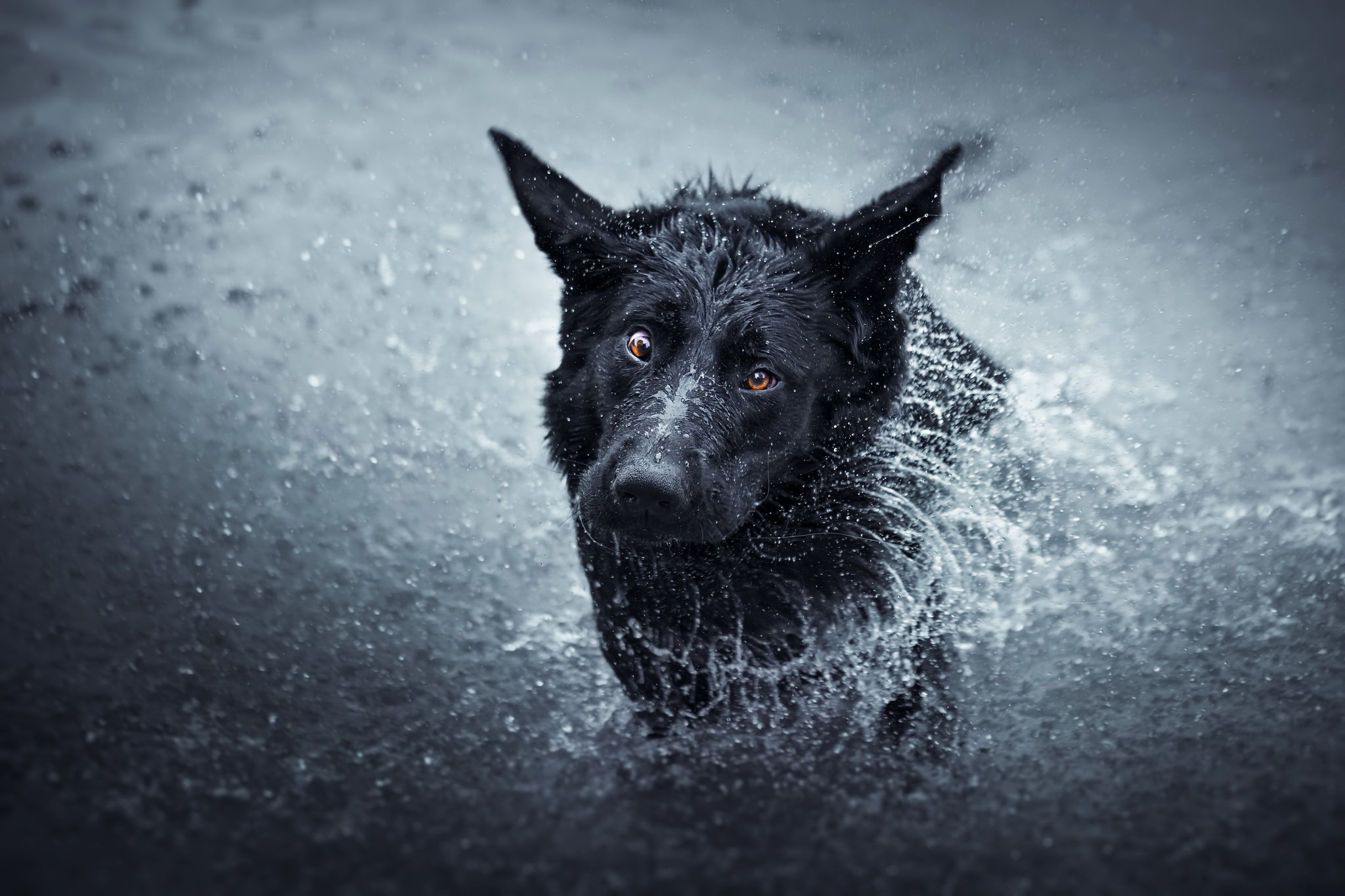 Laden Sie das Tiere, Hunde, Wasser, Hund, Spritzen, Schäferhund-Bild kostenlos auf Ihren PC-Desktop herunter