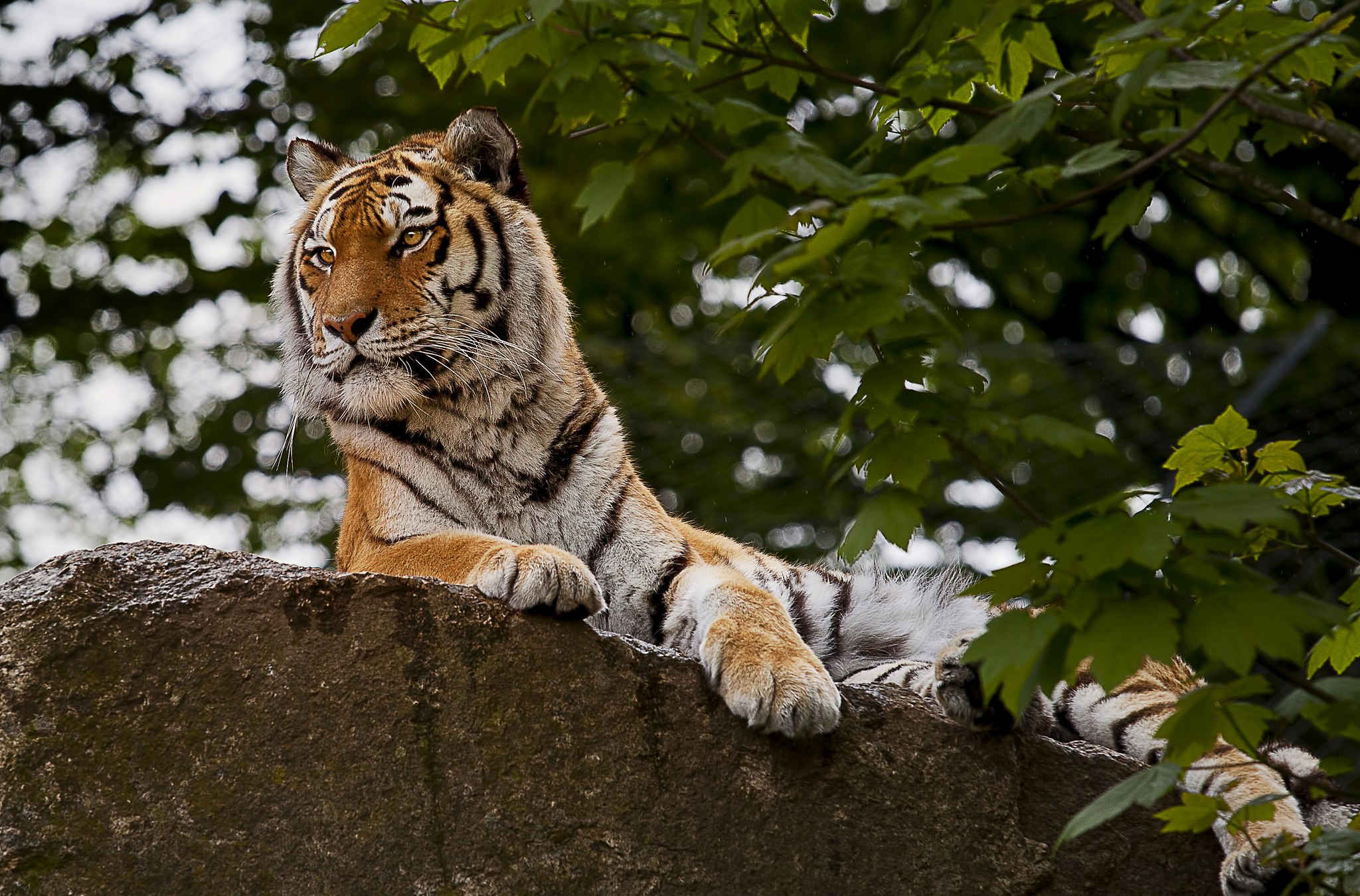 Handy-Wallpaper Tiere, Katzen, Tiger kostenlos herunterladen.