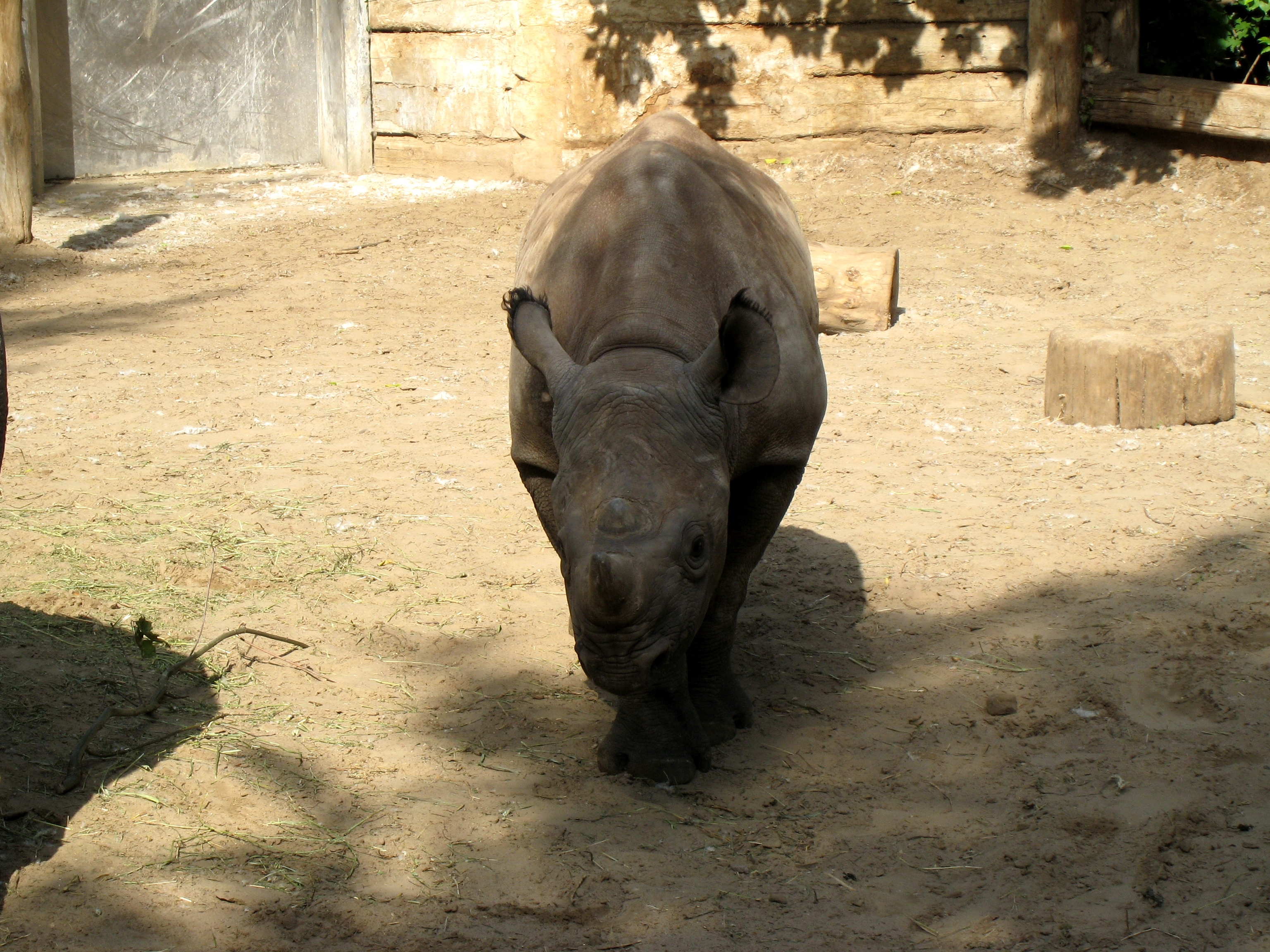 animals, shadow, rhinoceros, reserve