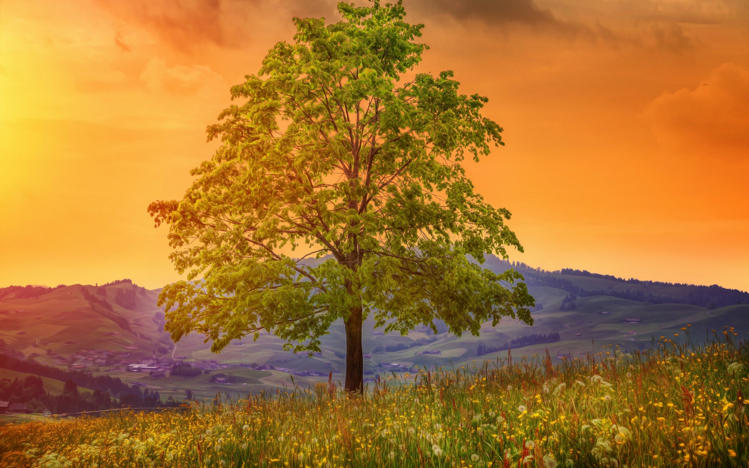 Laden Sie das Natur, Bäume, Baum, Feld, Panorama, Wiese, Erde/natur-Bild kostenlos auf Ihren PC-Desktop herunter