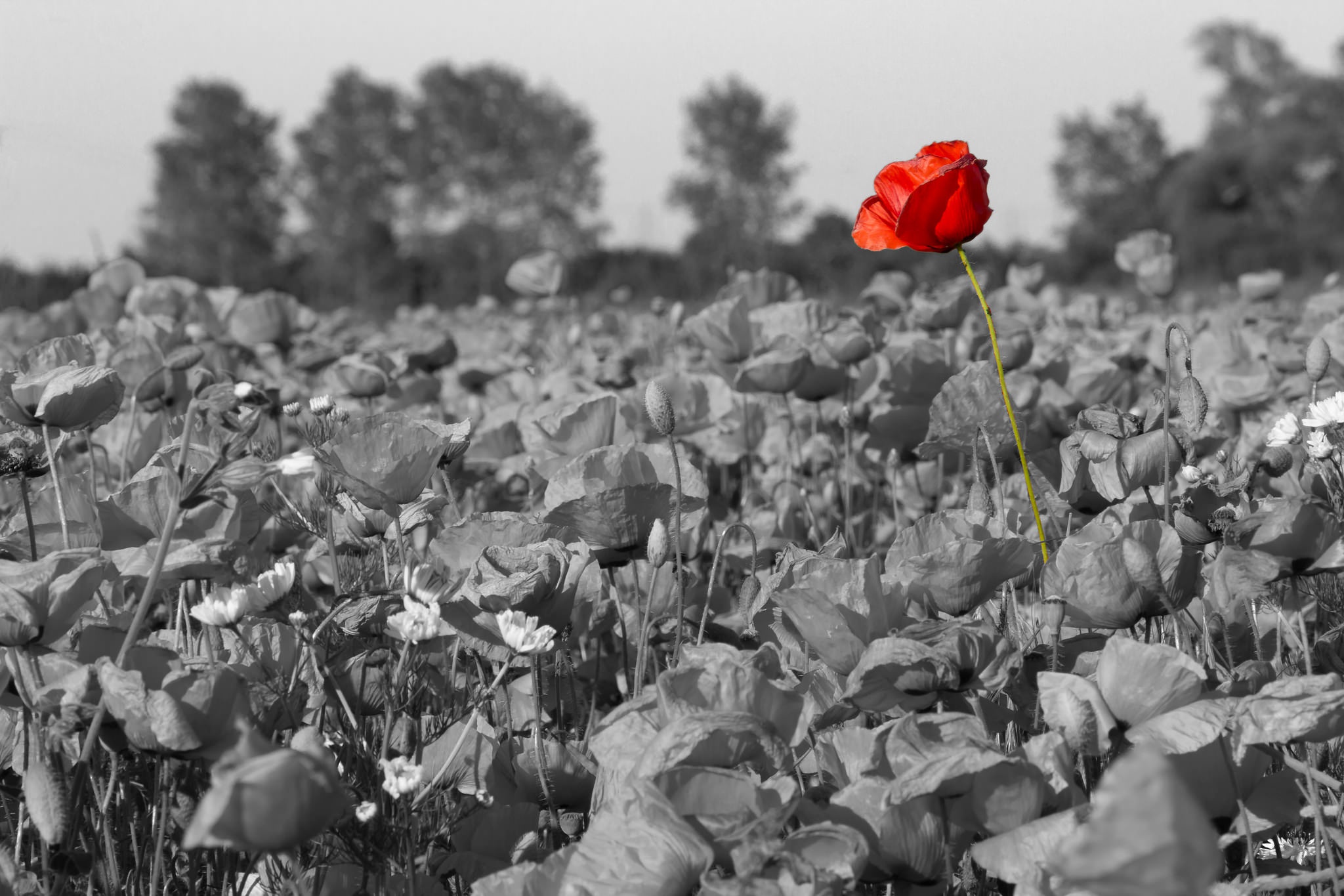 Free Images  Selective Color