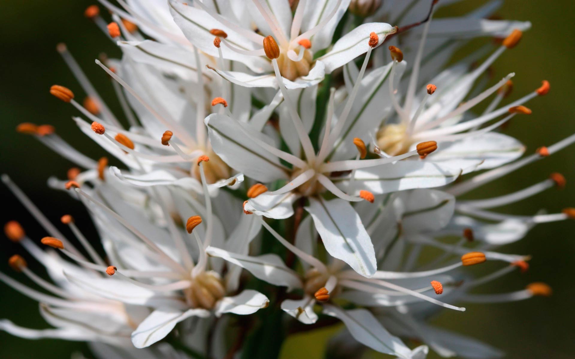 Téléchargez gratuitement l'image Fleurs, Floraison, Terre/nature sur le bureau de votre PC