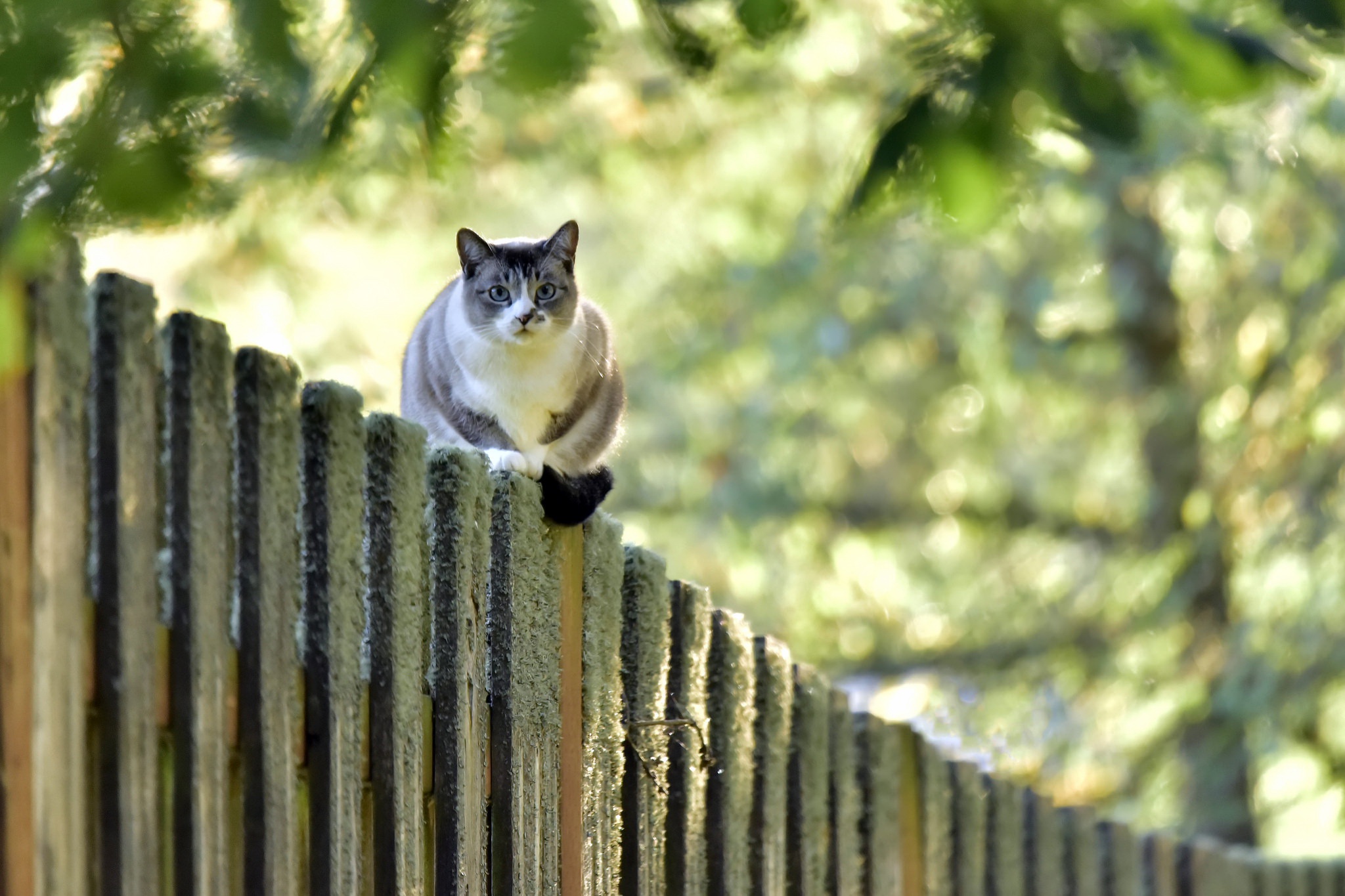 Laden Sie das Tiere, Katzen, Katze, Bokeh-Bild kostenlos auf Ihren PC-Desktop herunter