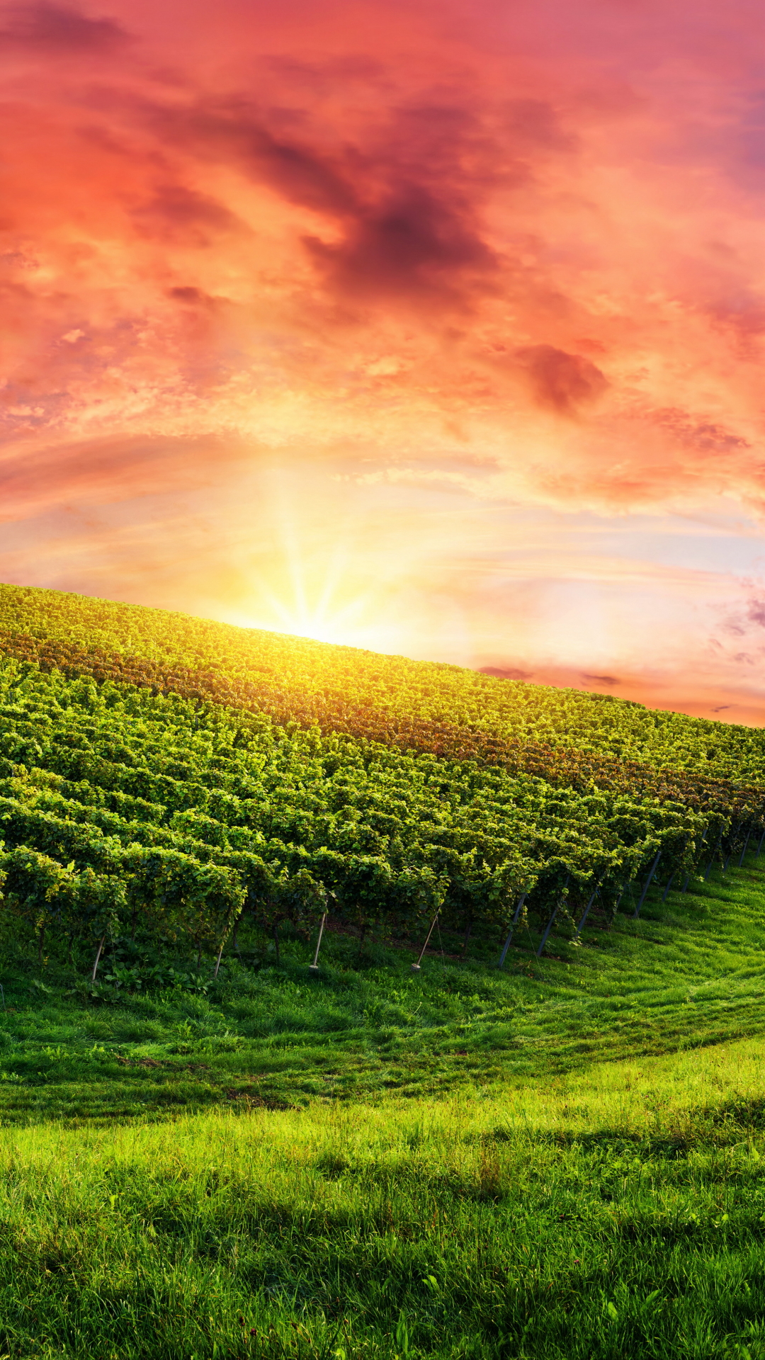Download mobile wallpaper Sky, Field, Vineyard, Man Made for free.
