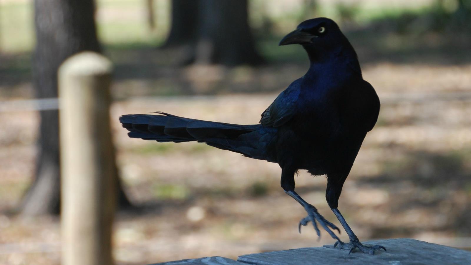 Baixe gratuitamente a imagem Pássaro, Aves, Animais na área de trabalho do seu PC