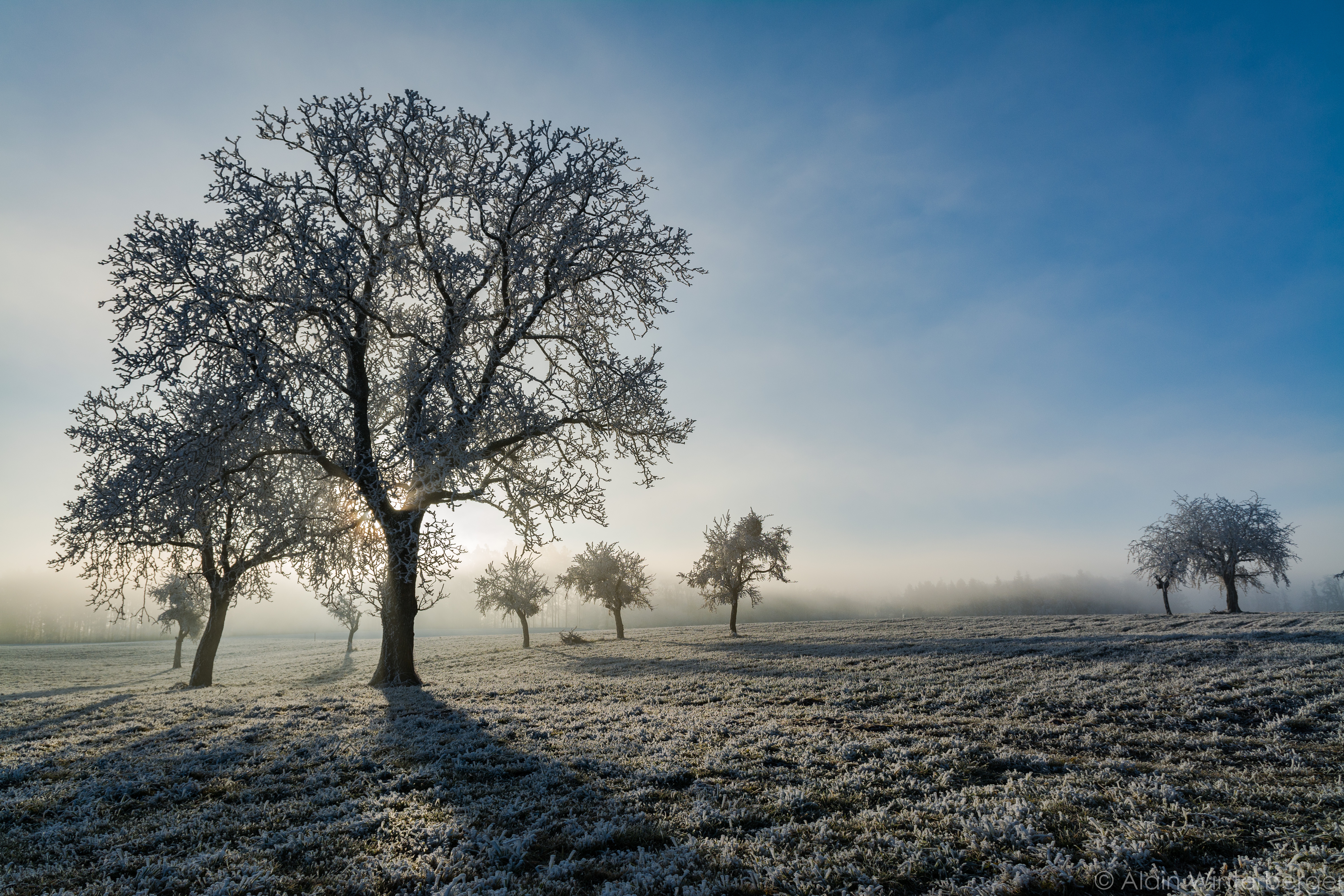 Laden Sie das Winter, Natur, Baum, Nebel, Sonnig, Erde/natur, Die Eiskönigin Völlig Unverfroren-Bild kostenlos auf Ihren PC-Desktop herunter