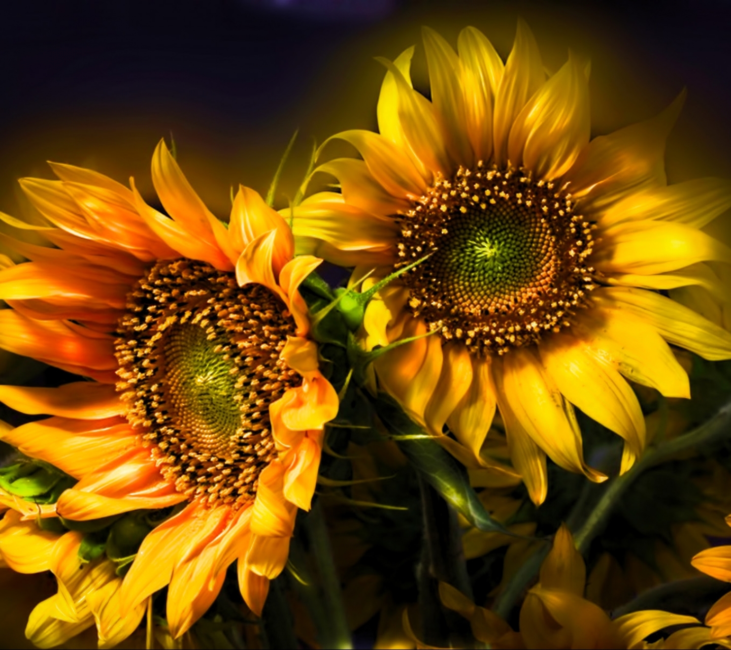 Descarga gratuita de fondo de pantalla para móvil de Flores, Girasol, Tierra/naturaleza.