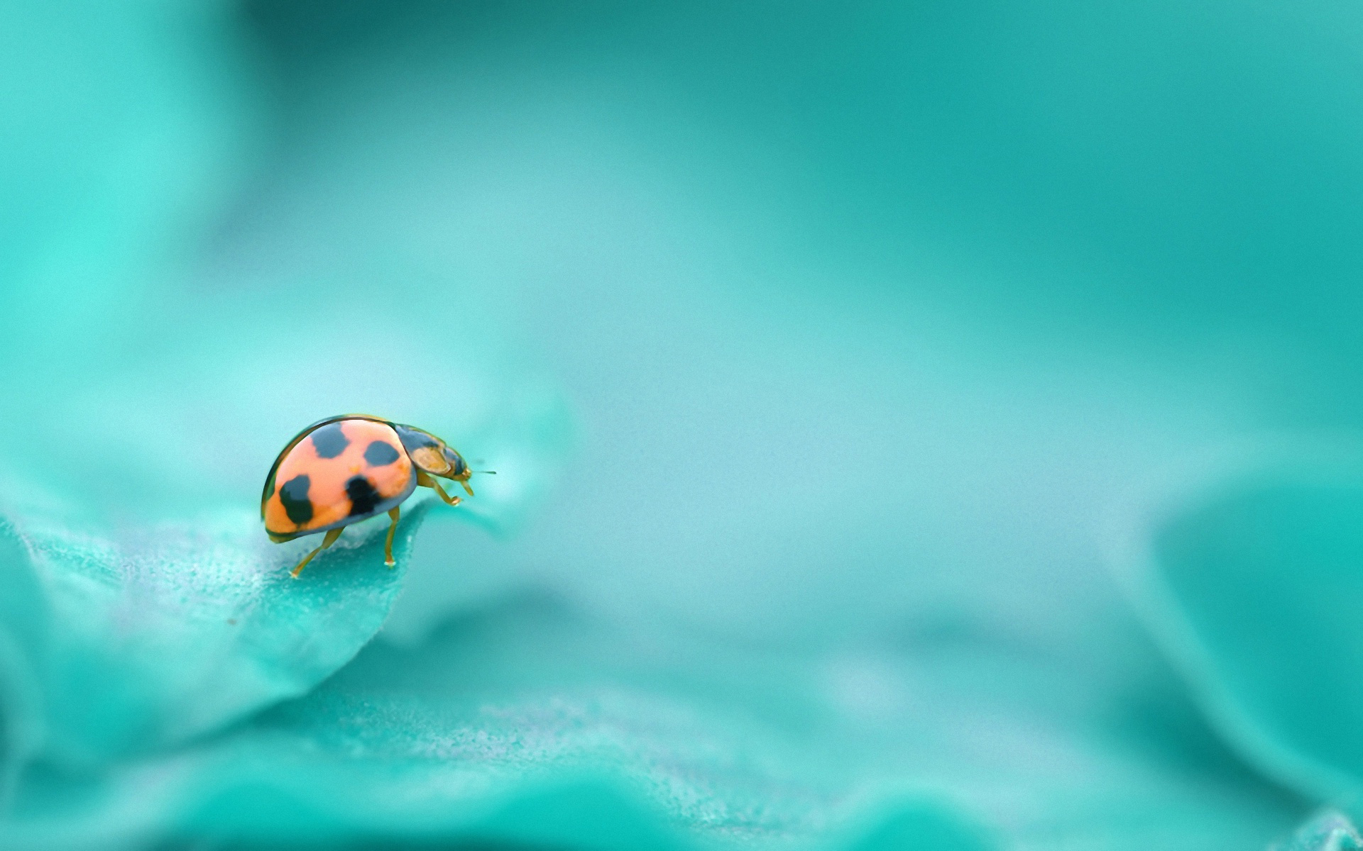 depth of field, animal, ladybug