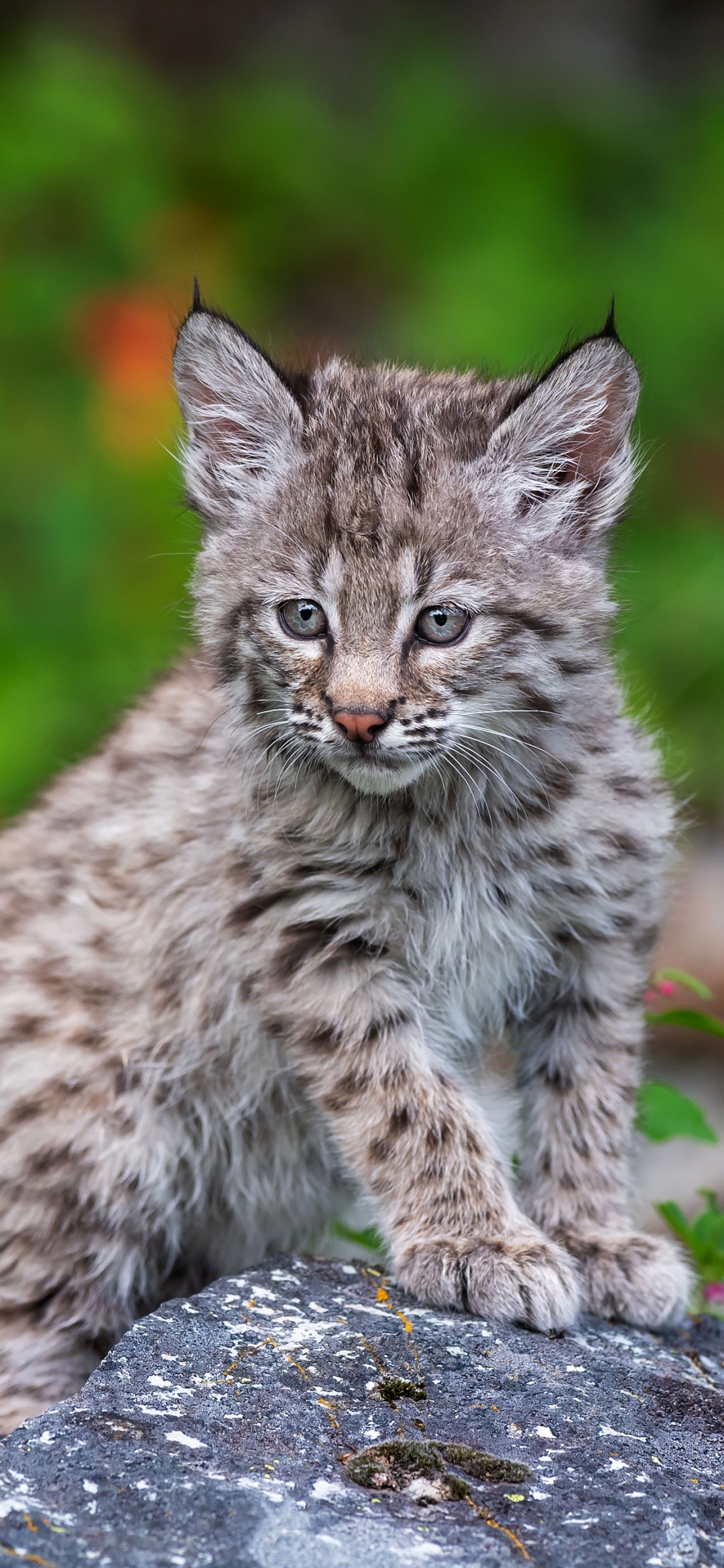 Download mobile wallpaper Cats, Animal, Baby Animal, Lynx, Cub for free.