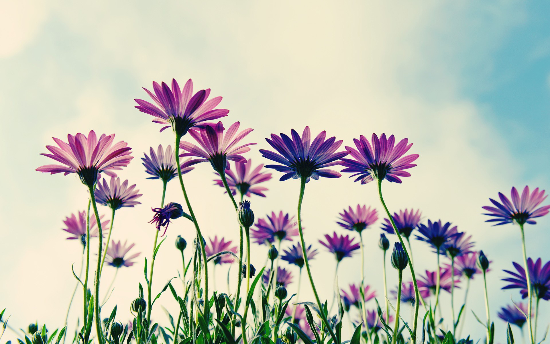 Téléchargez gratuitement l'image Fleurs, Fleur, Terre/nature sur le bureau de votre PC