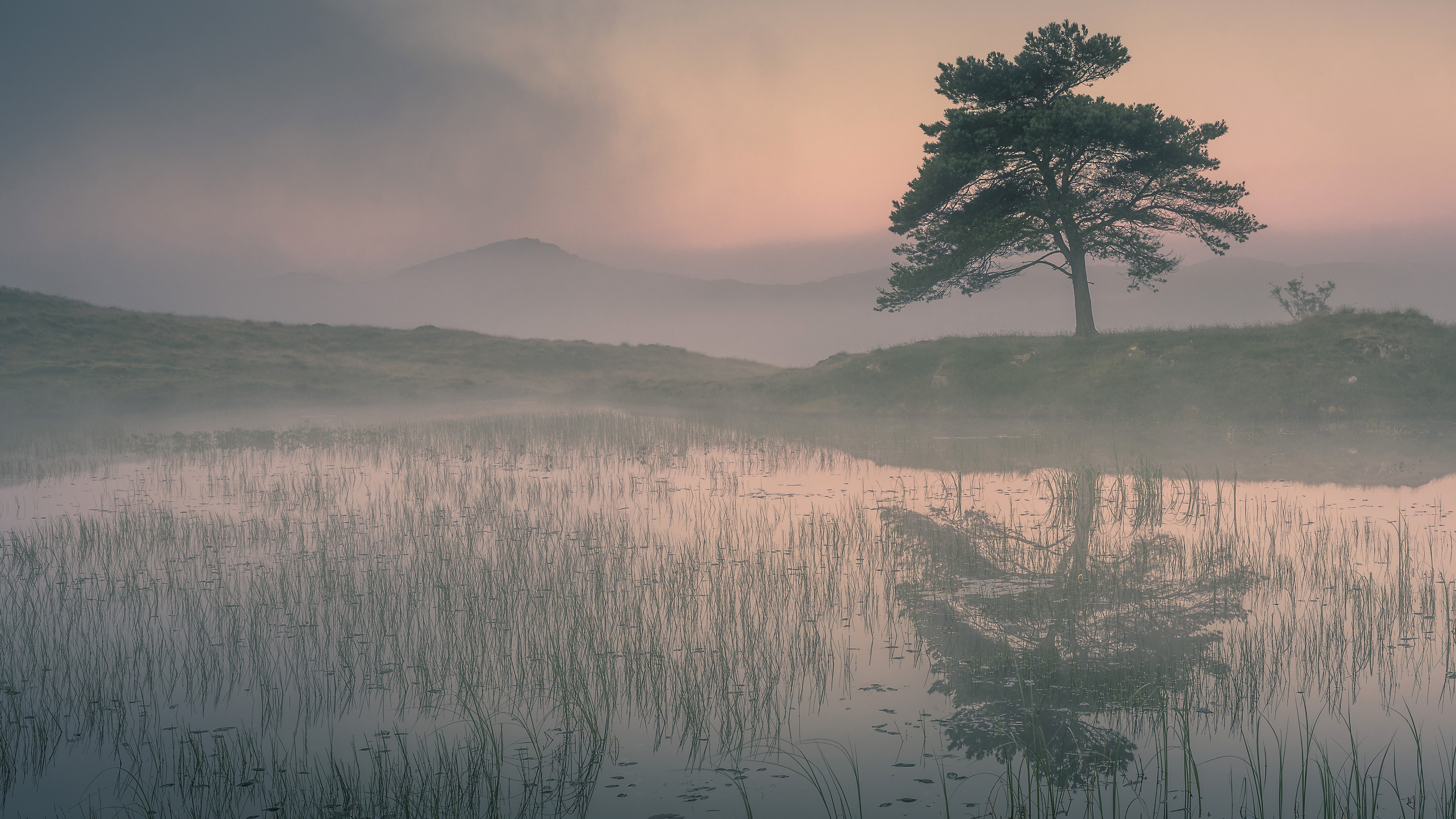 Download mobile wallpaper Swamp, Lake, Reflection, Tree, Fog, Earth, Morning for free.