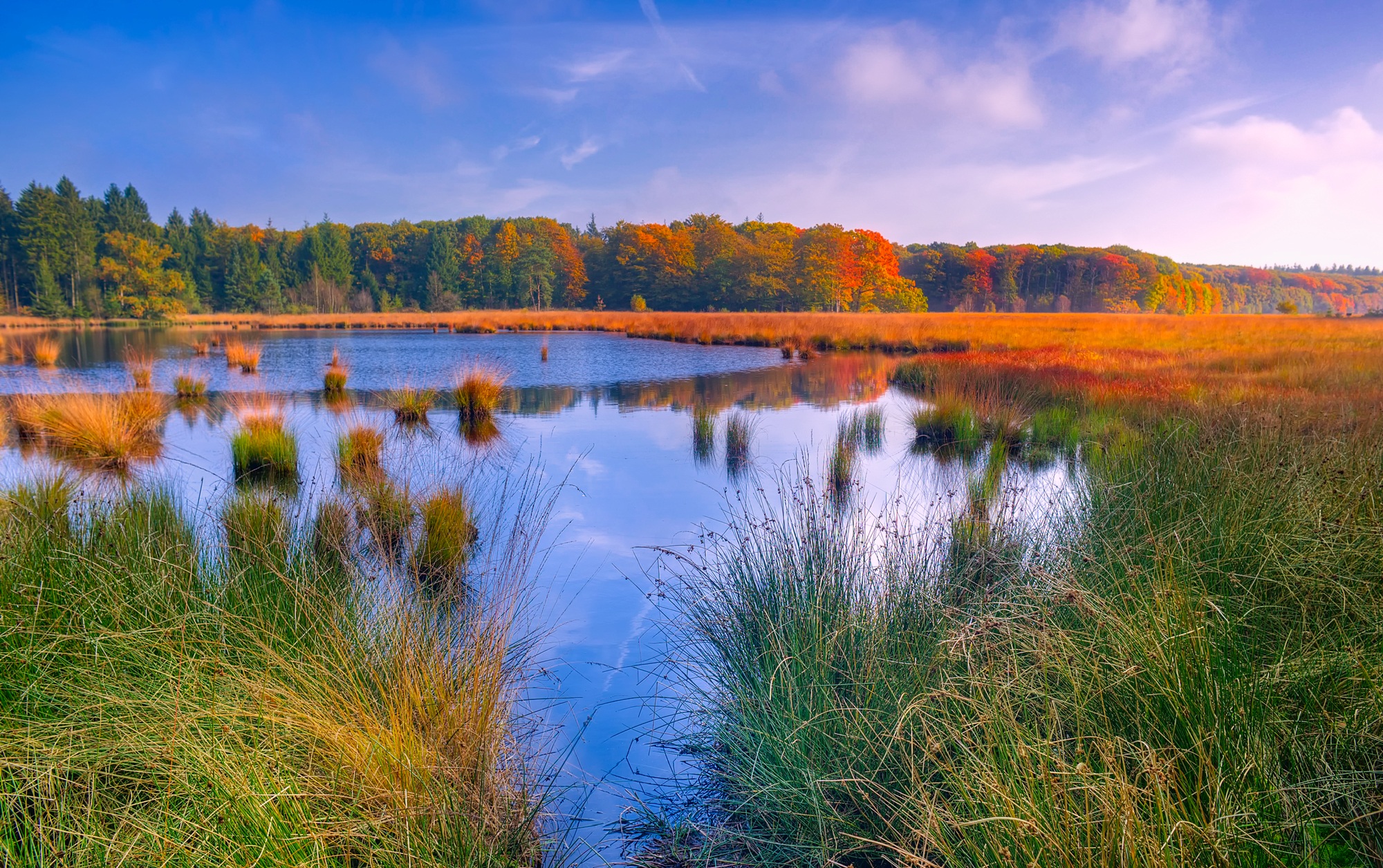 earth, lake, countryside, fall, forest, grass, landscape, nature, pond, reed, water, lakes