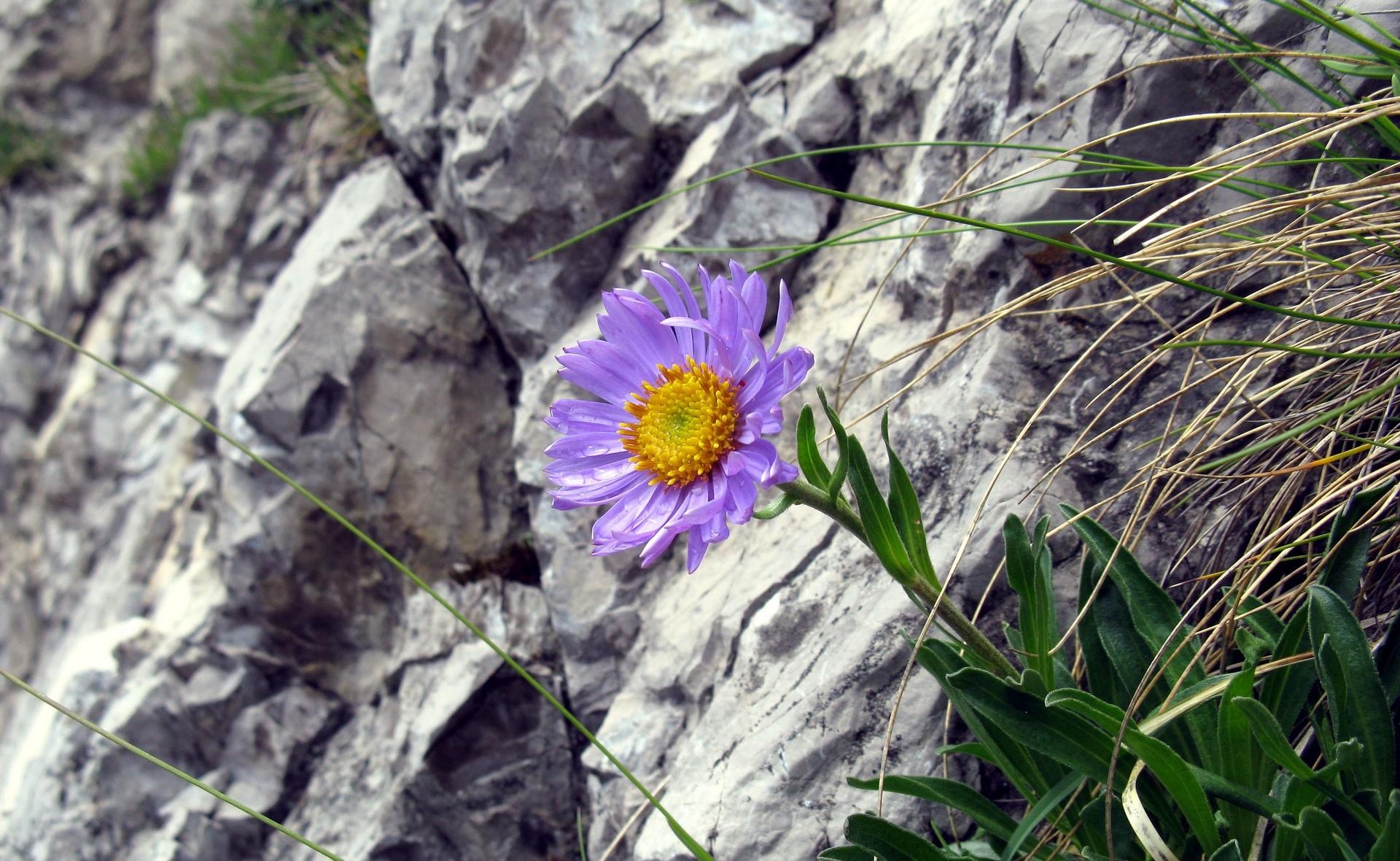 Download mobile wallpaper Rocks, Grass, Flower, Flowers for free.