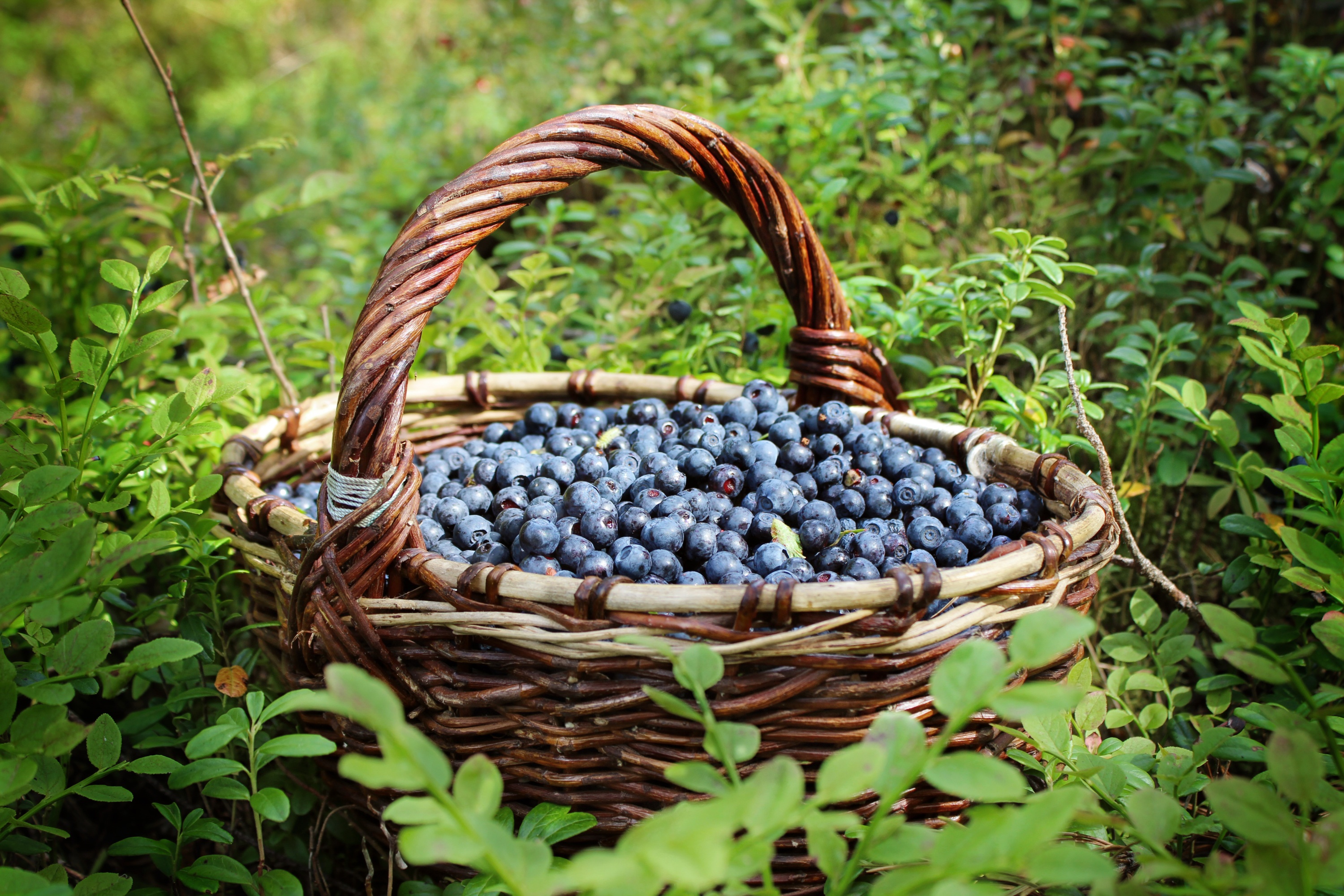 Download mobile wallpaper Food, Blueberry, Berry, Fruit, Basket for free.