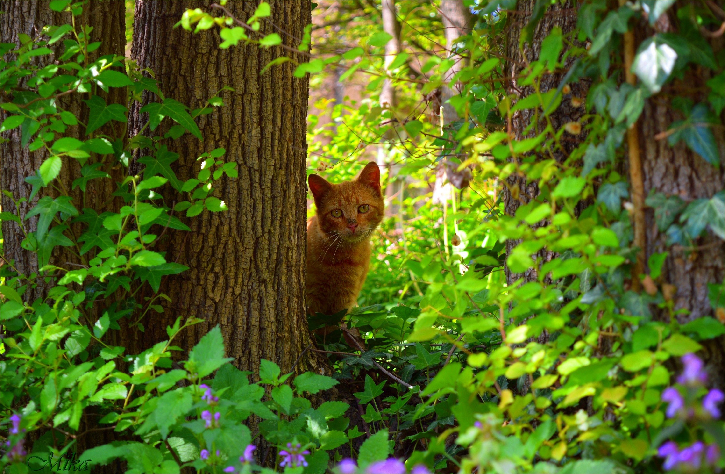 Descarga gratuita de fondo de pantalla para móvil de Animales, Gatos, Gato.