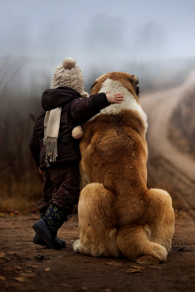 Handy-Wallpaper Tiere, Hunde, Hund kostenlos herunterladen.