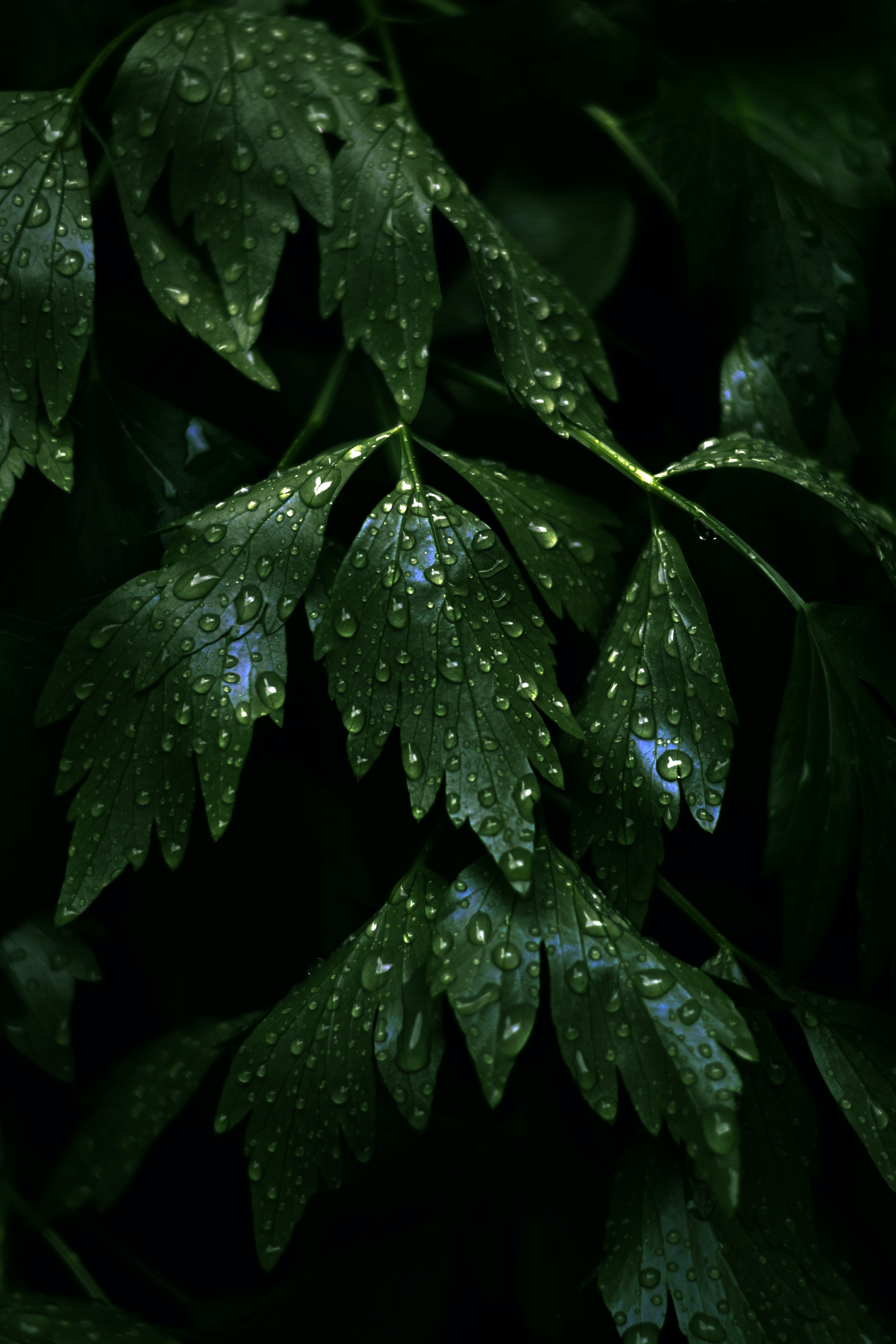 drops, dark, stems, nature, leaves
