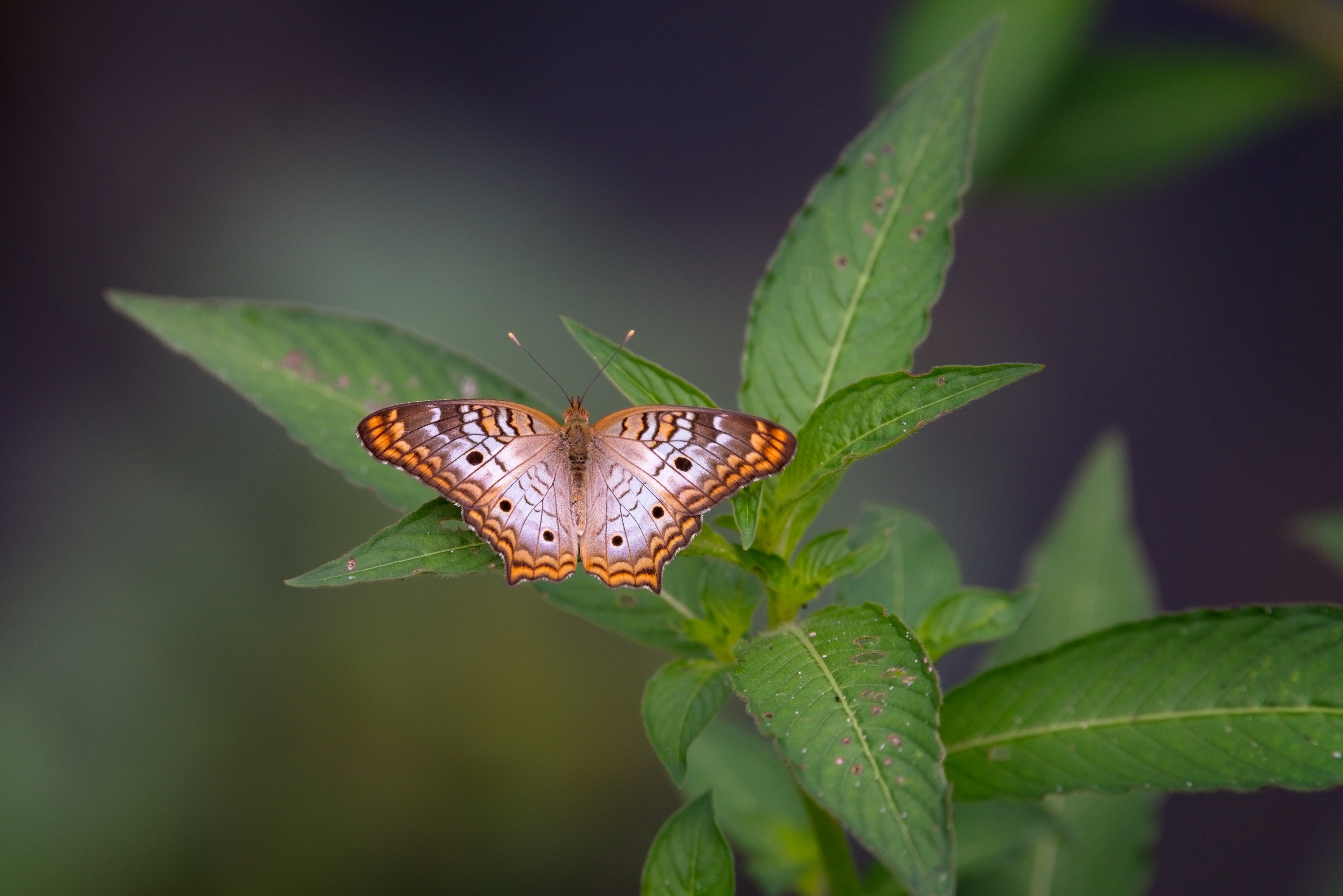 Descarga gratis la imagen Animales, Insecto, Mariposa, Macrofotografía en el escritorio de tu PC