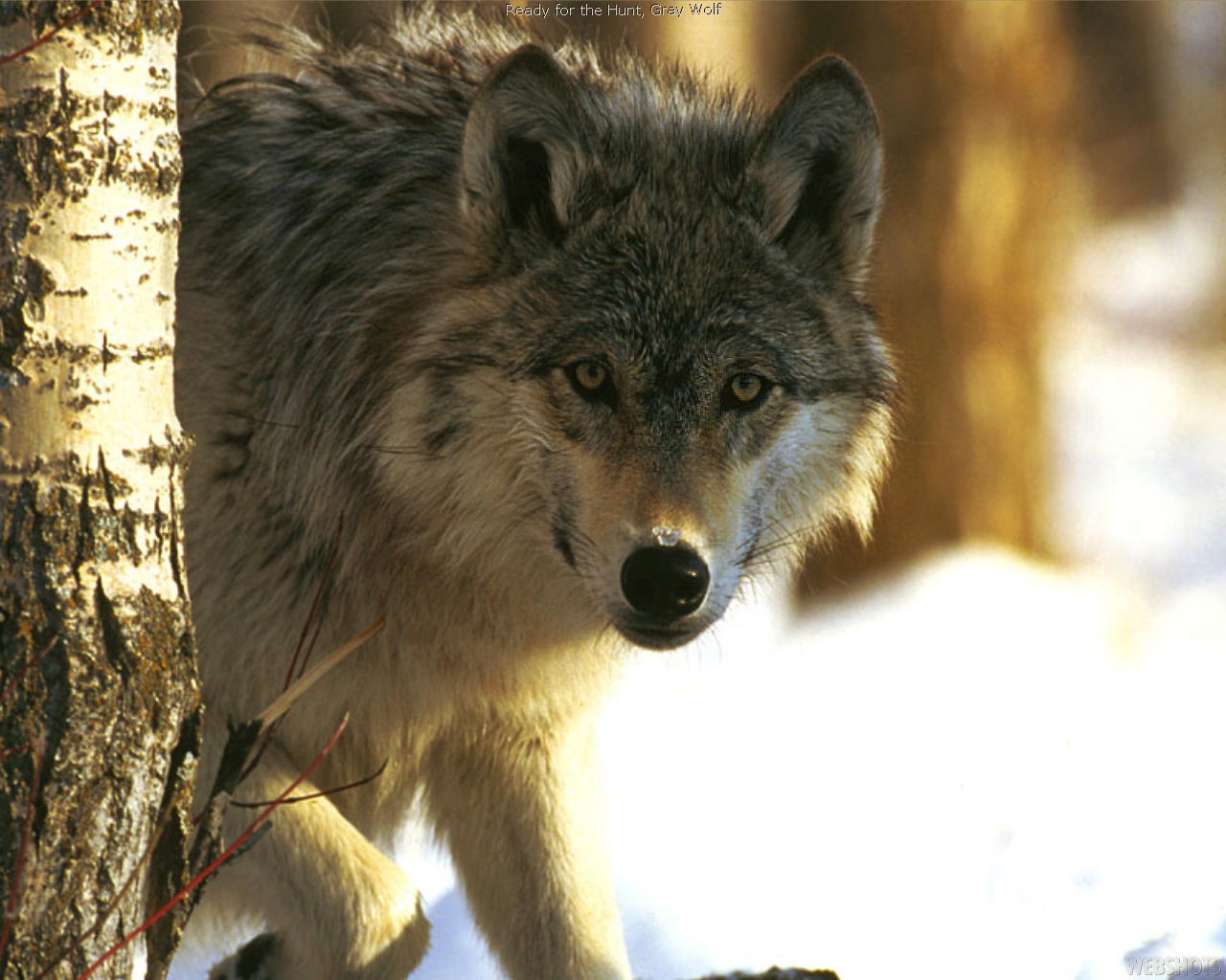 Download mobile wallpaper Wolf, Animal for free.