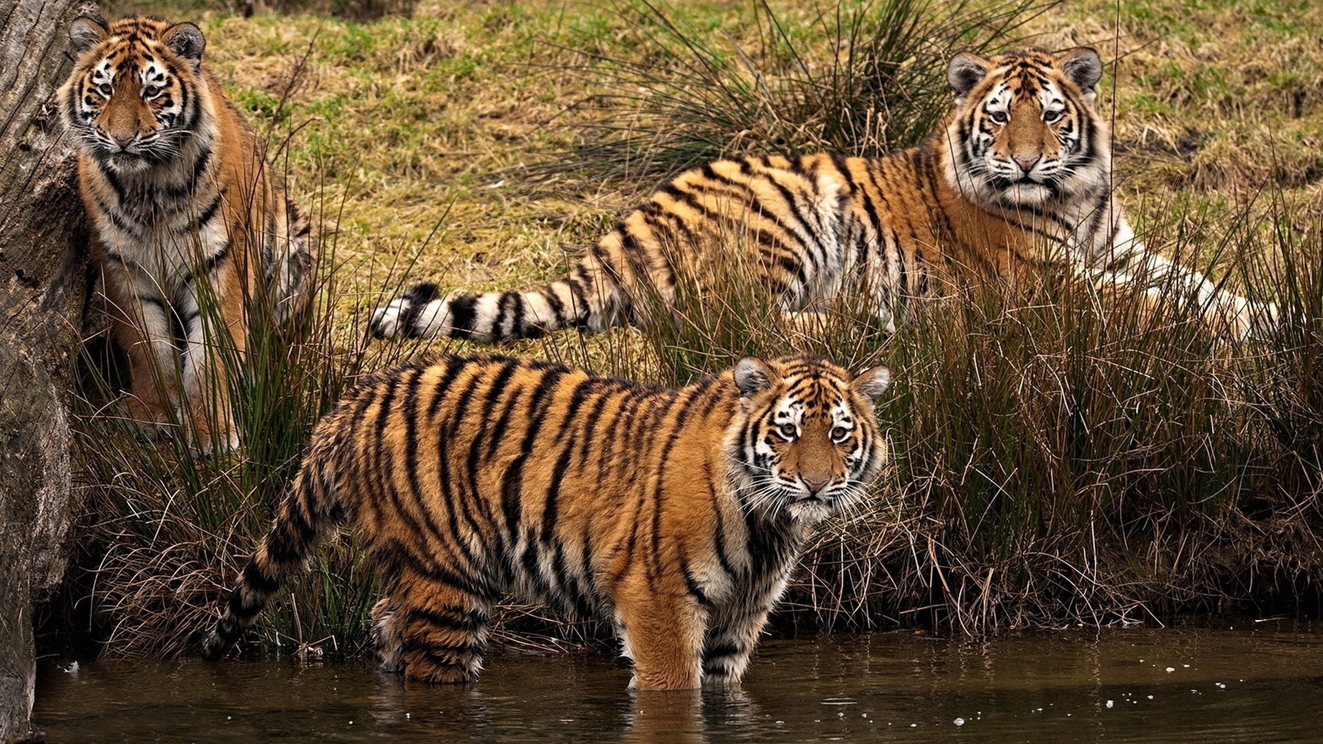 Baixar papel de parede para celular de Animais, Tigre gratuito.