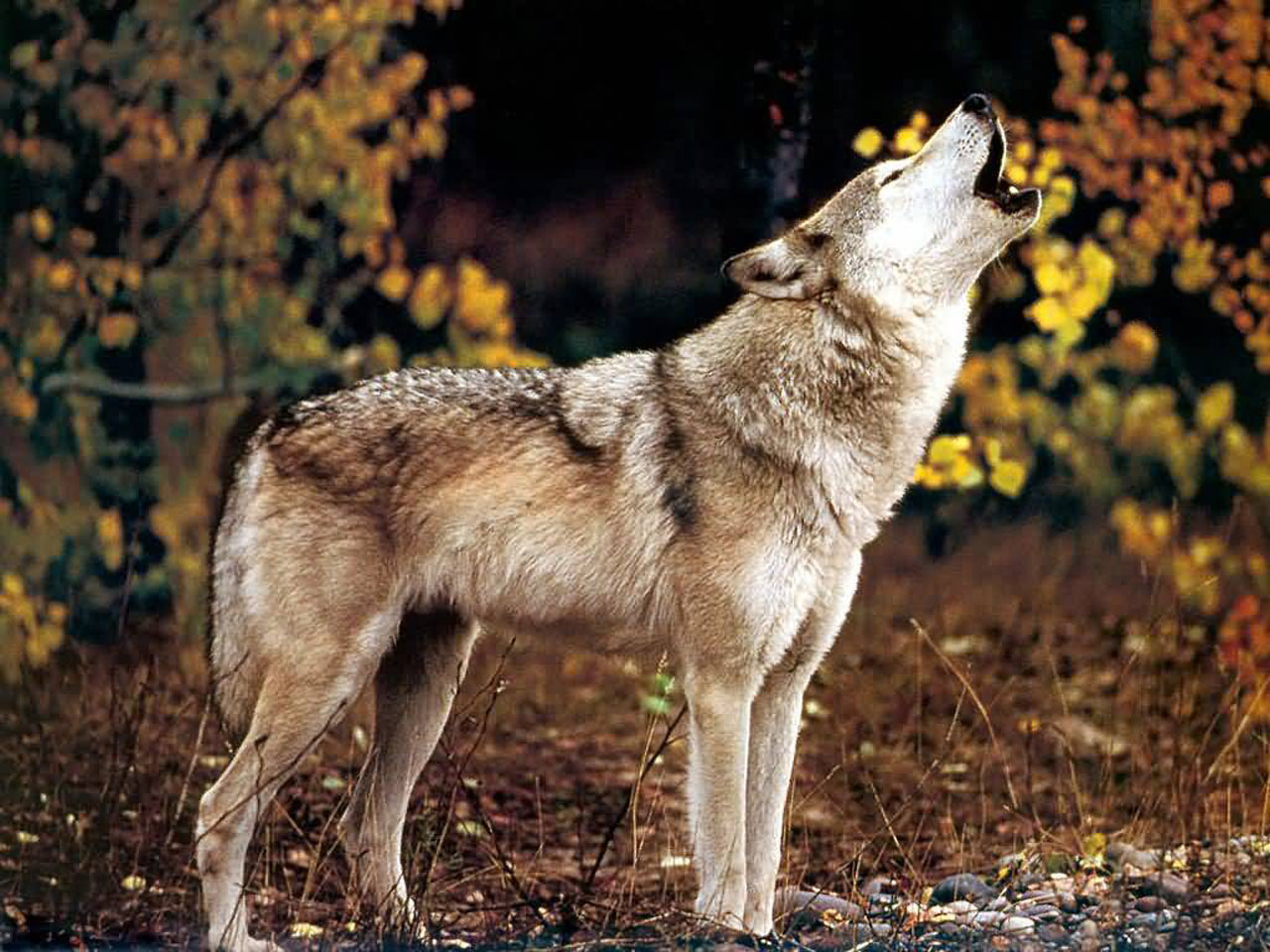 Free download wallpaper Wolf, Animal on your PC desktop