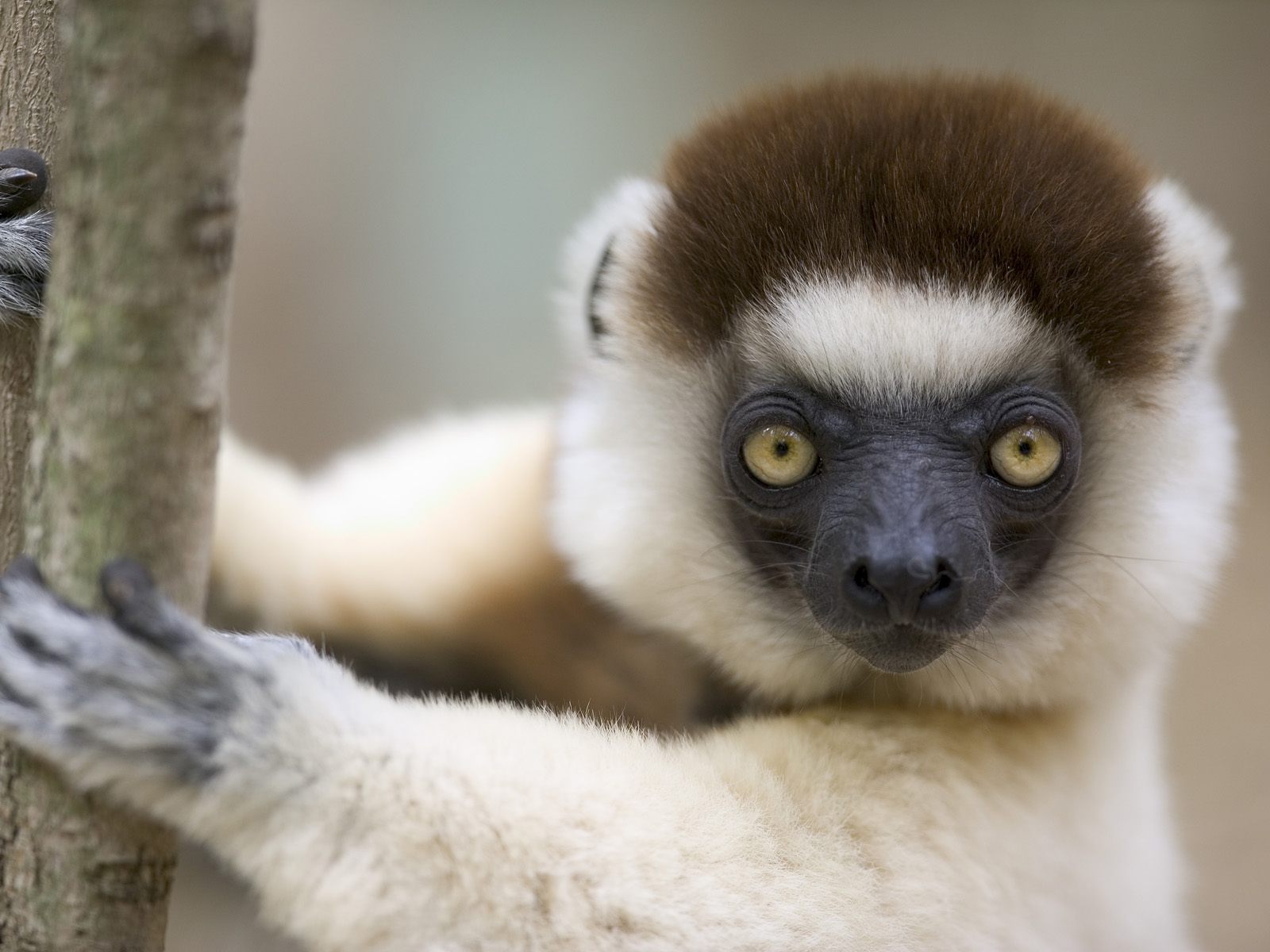 259491 Bild herunterladen tiere, lemur, affen - Hintergrundbilder und Bildschirmschoner kostenlos