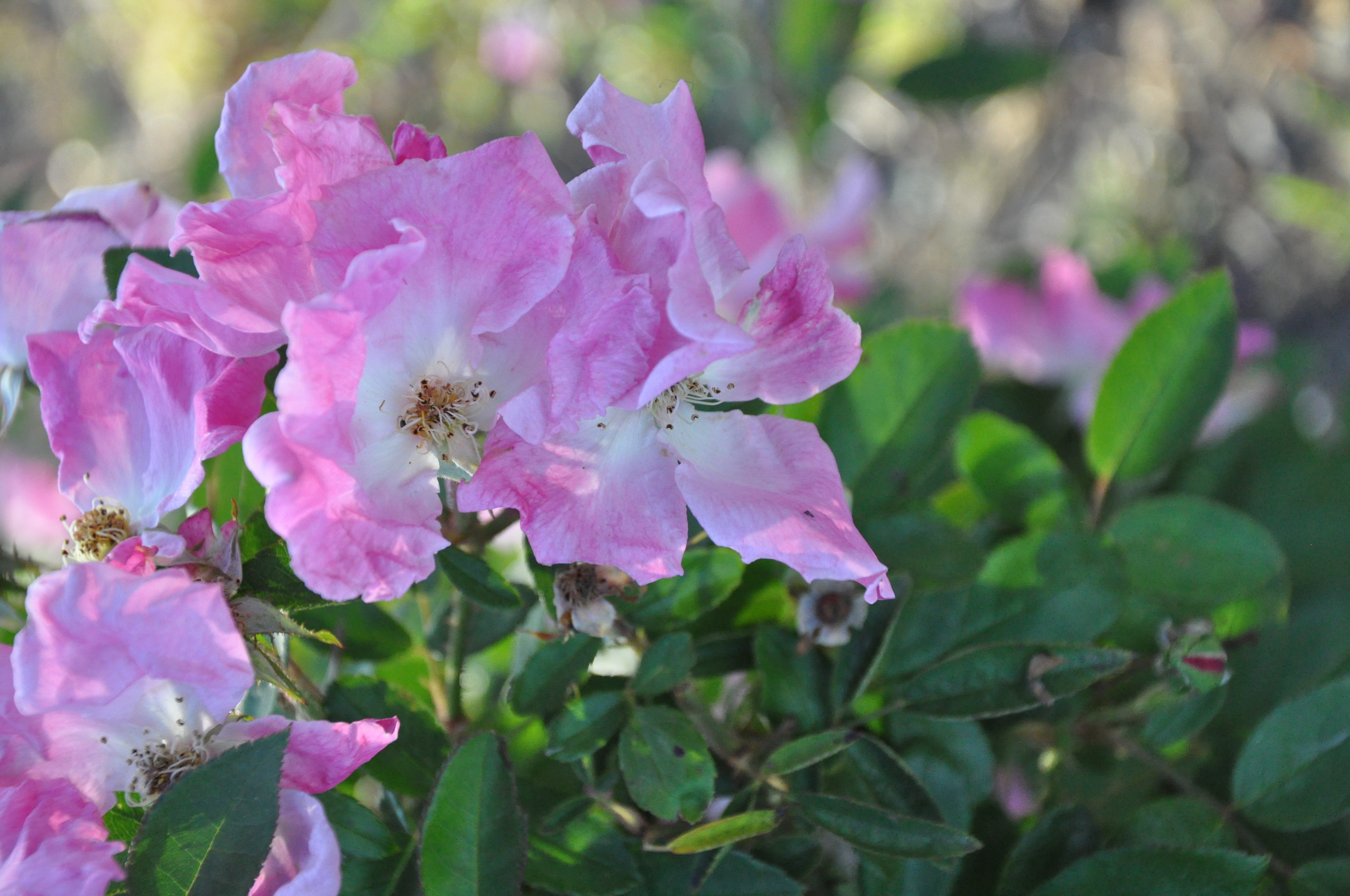 306739 скачать картинку земля/природа, розовый куст, цветок, лепесток, растение, пурпурный, флауэрсы - обои и заставки бесплатно