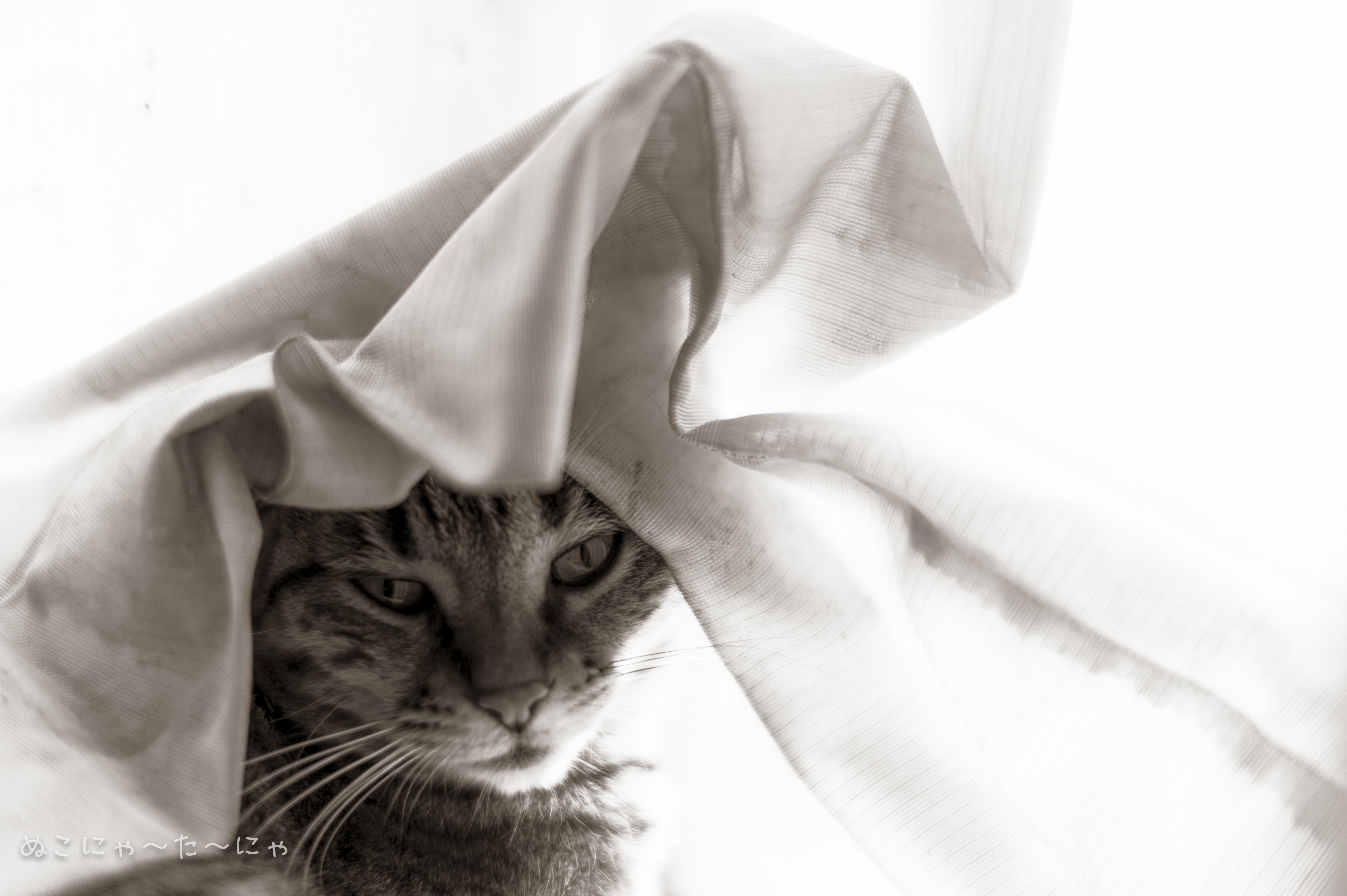 Laden Sie das Tiere, Katzen, Katze, Einfarbig, Schwarz Weiß-Bild kostenlos auf Ihren PC-Desktop herunter