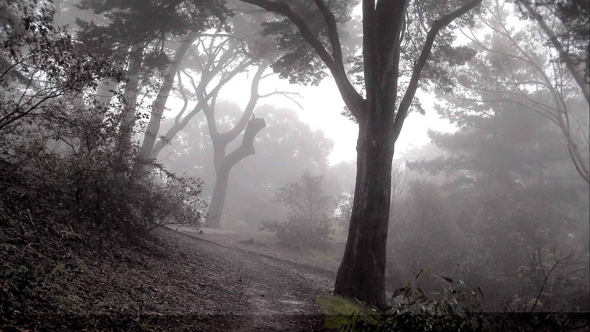 120532 скачать картинку лес, природа, деревья, туман, склон, спуск, мрачные, таинственный - обои и заставки бесплатно
