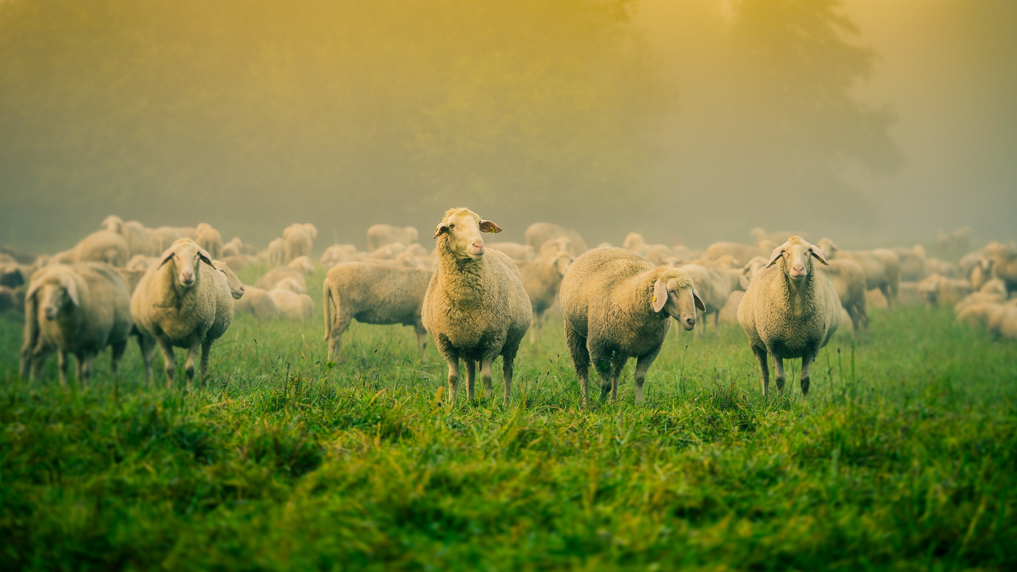 776573 скачать обои животные, овец, туман, трава - заставки и картинки бесплатно