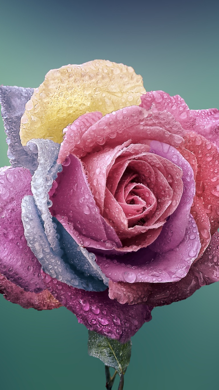 Descarga gratuita de fondo de pantalla para móvil de Flores, Rosa, Flor, Flor Rosa, De Cerca, Tierra/naturaleza, Gota De Agua.