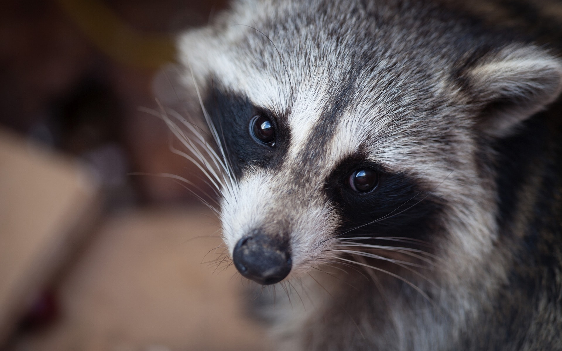 Download mobile wallpaper Animal, Raccoon for free.