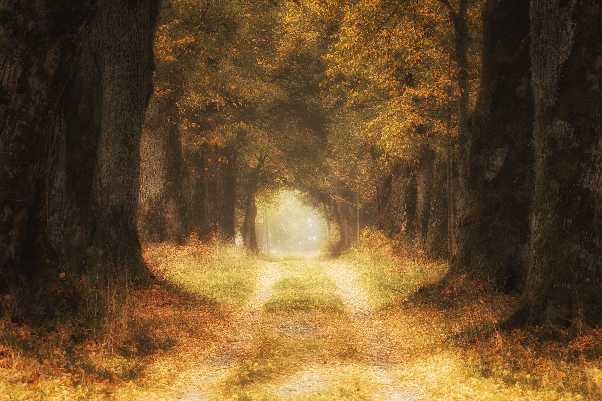 Download mobile wallpaper Road, Tree, Fall, Path, Man Made for free.