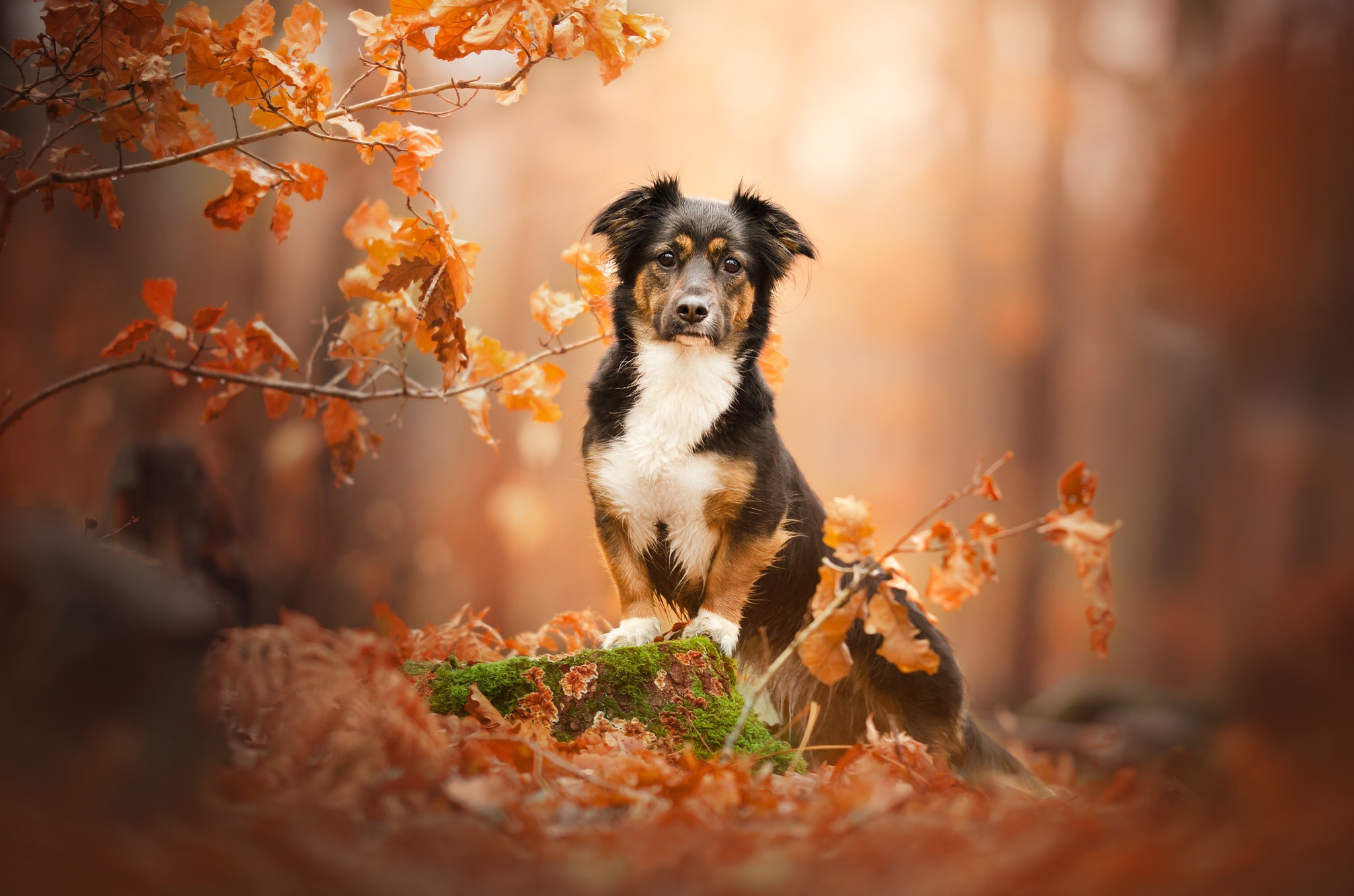 Download mobile wallpaper Dogs, Dog, Fall, Animal for free.