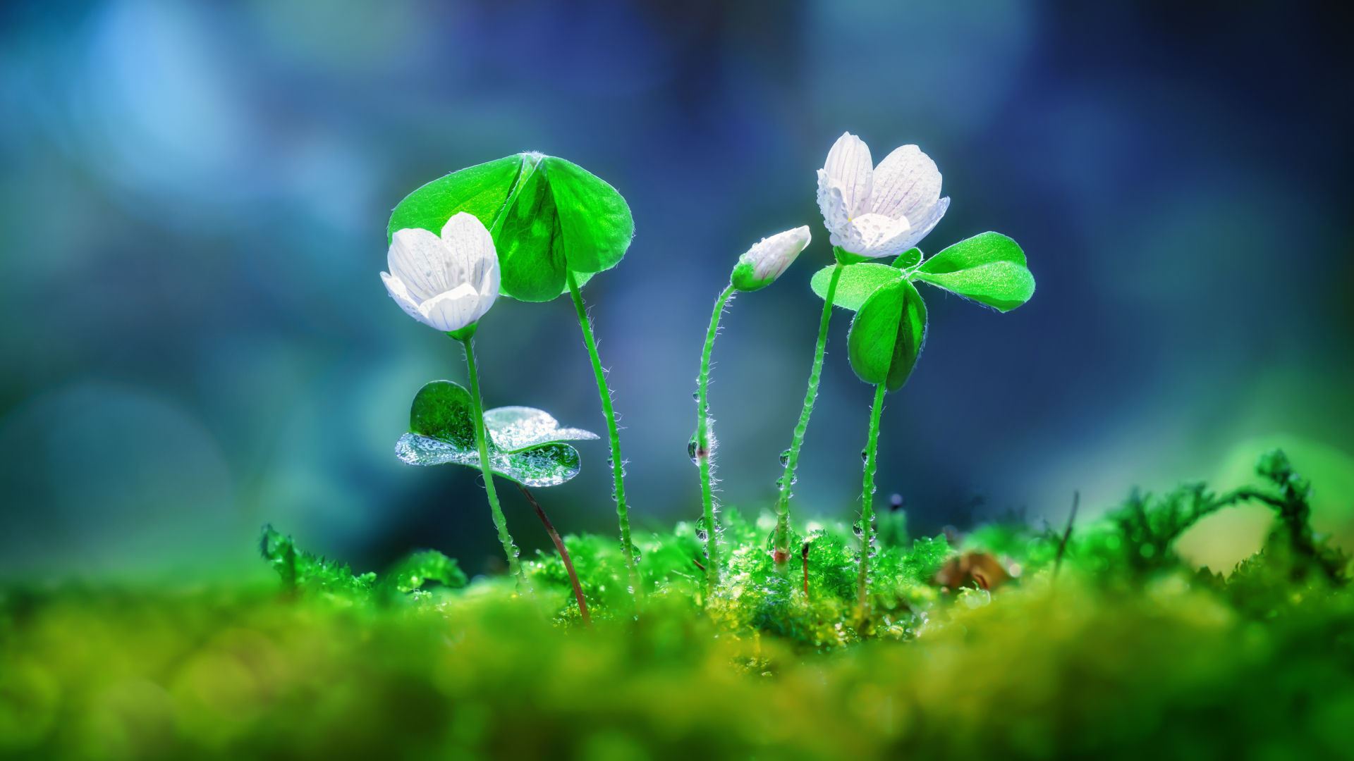 Download mobile wallpaper Flowers, Flower, Earth, Spring, Water Drop, Wildflower for free.
