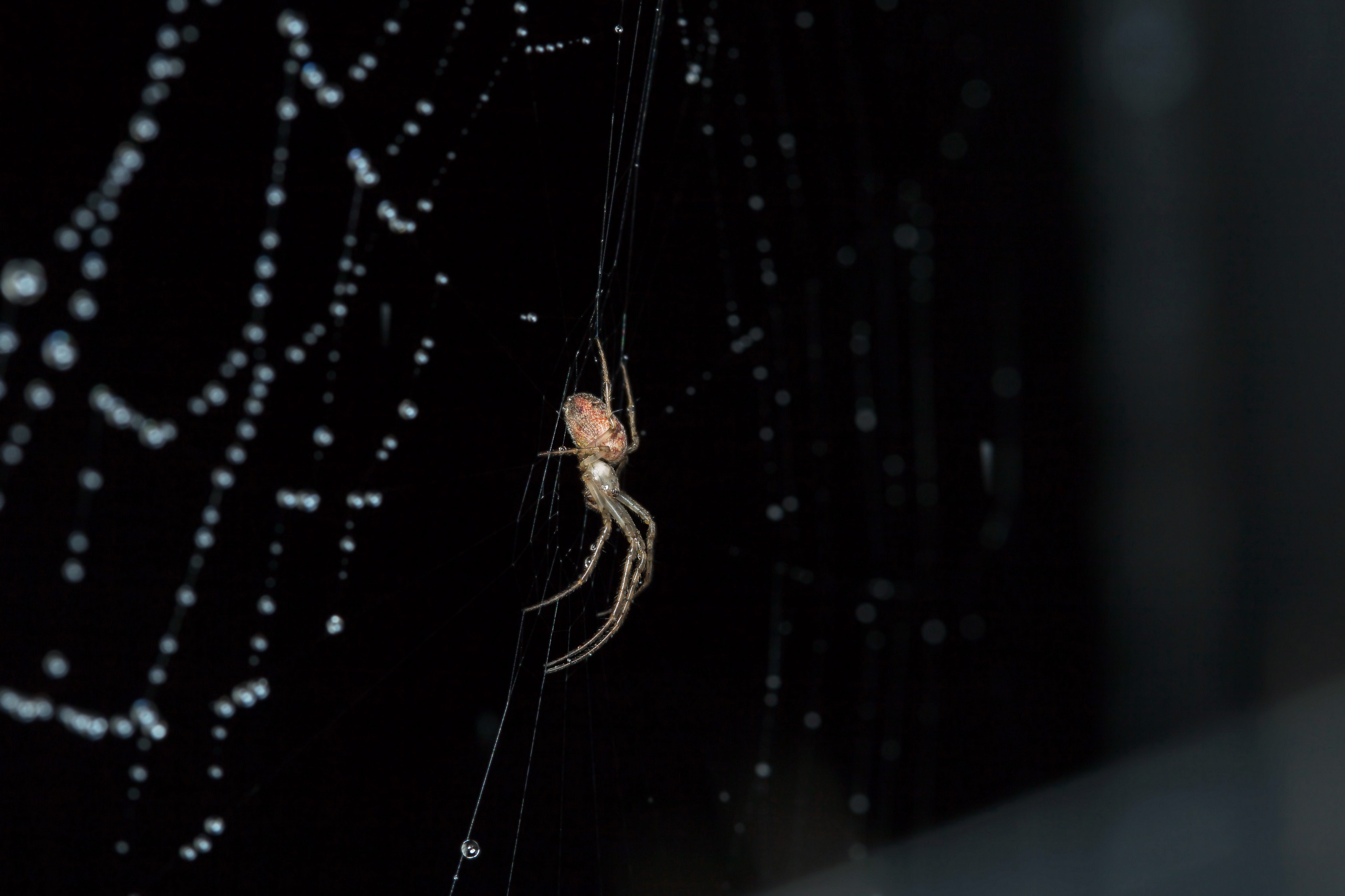 Laden Sie das Tiere, Makro, Spinne, Spinnennetz, Spinnen-Bild kostenlos auf Ihren PC-Desktop herunter