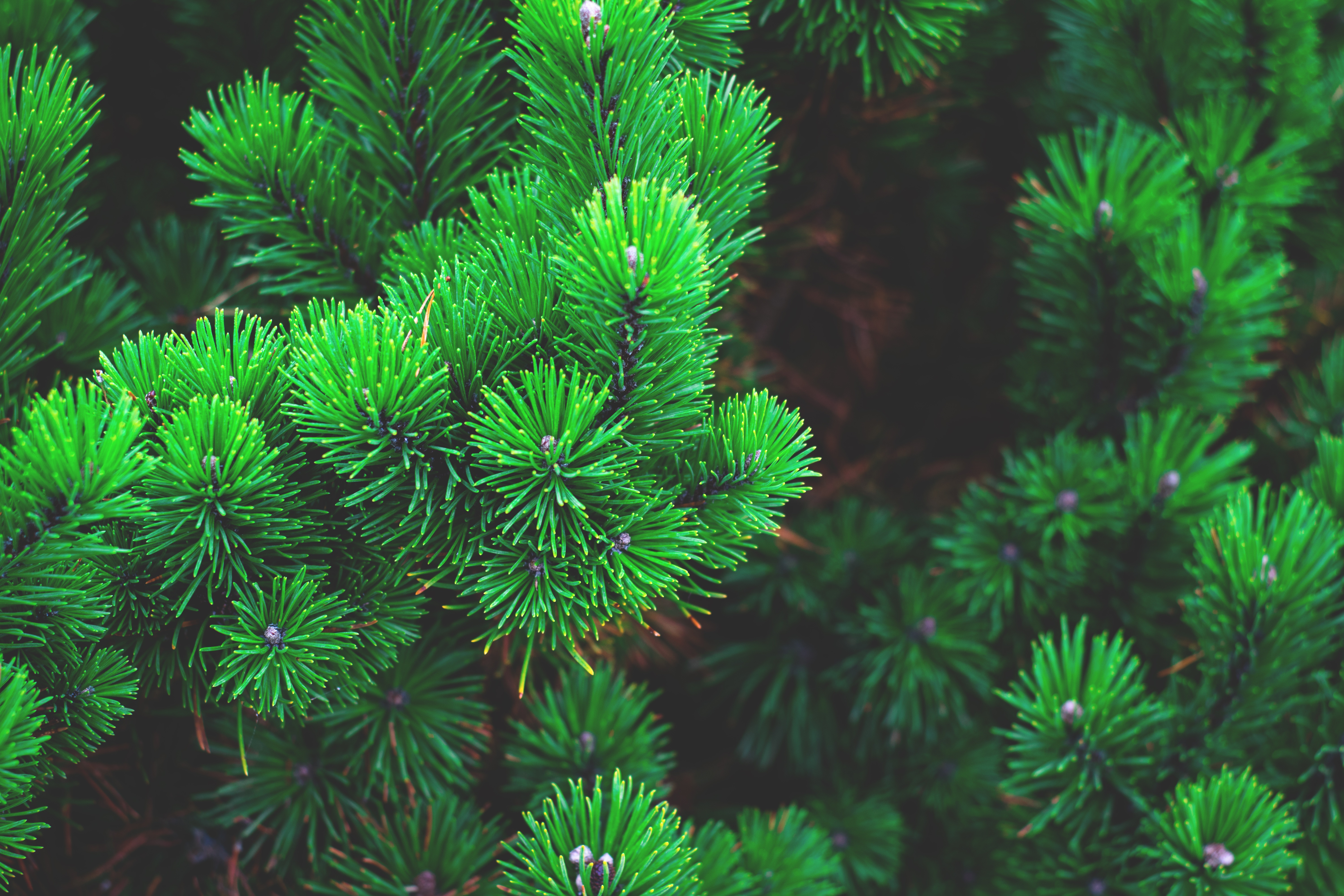 nature, pine, branches, thorns, prickles Full HD