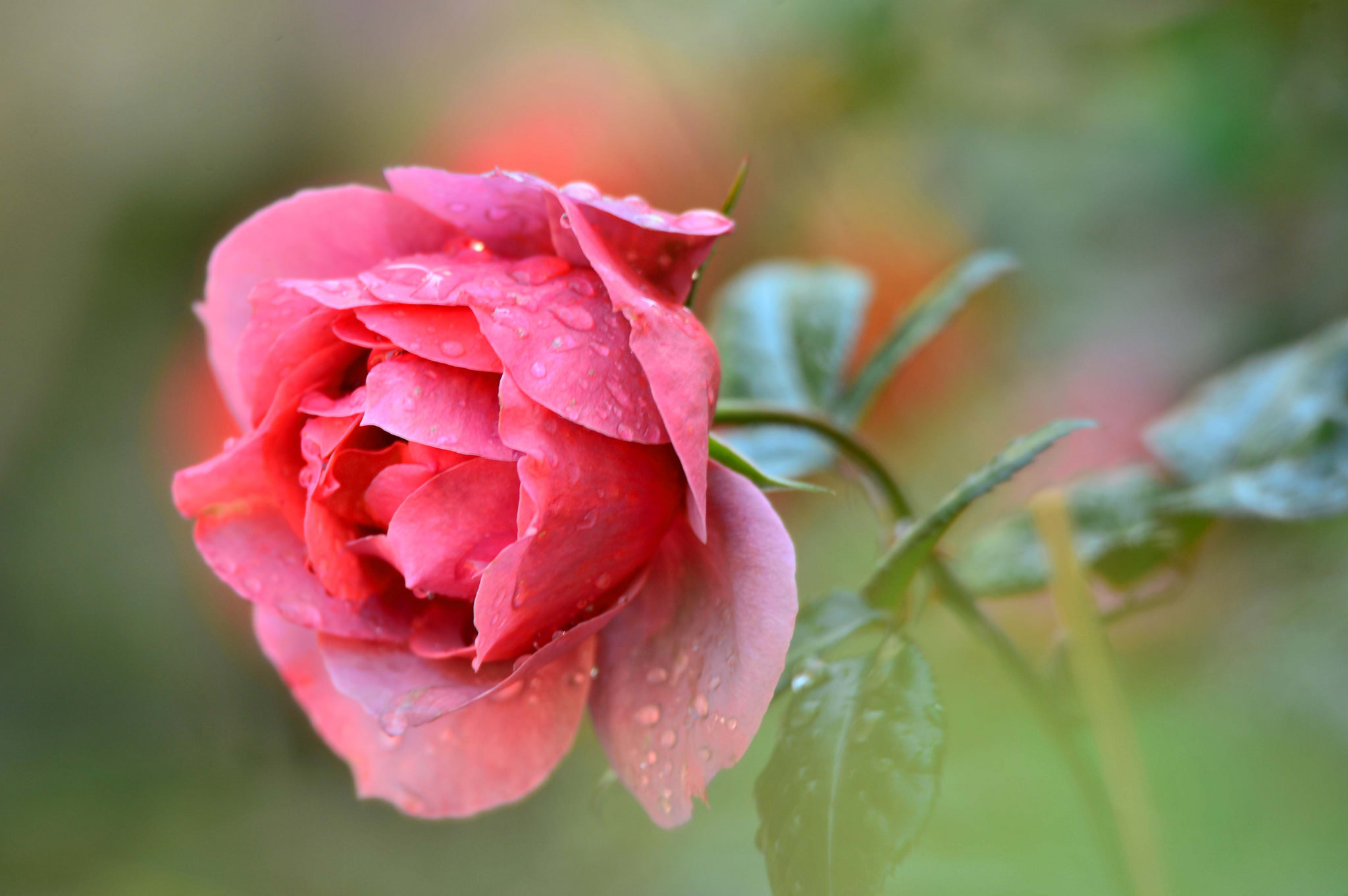 Laden Sie das Makro, Knospe, Bud, Rose, Drops, Blütenblätter-Bild kostenlos auf Ihren PC-Desktop herunter