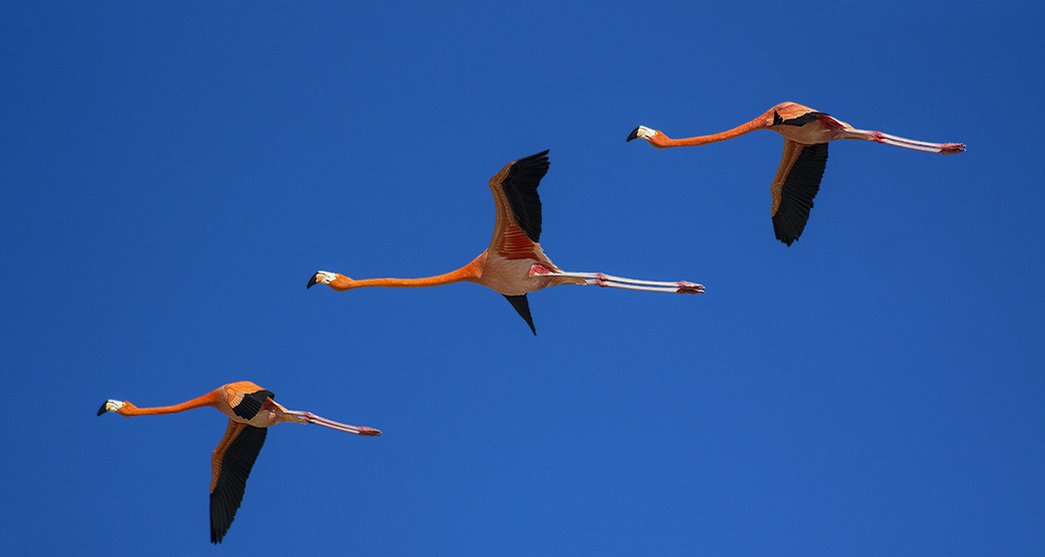 Descarga gratuita de fondo de pantalla para móvil de Animales, Flamenco, Aves.